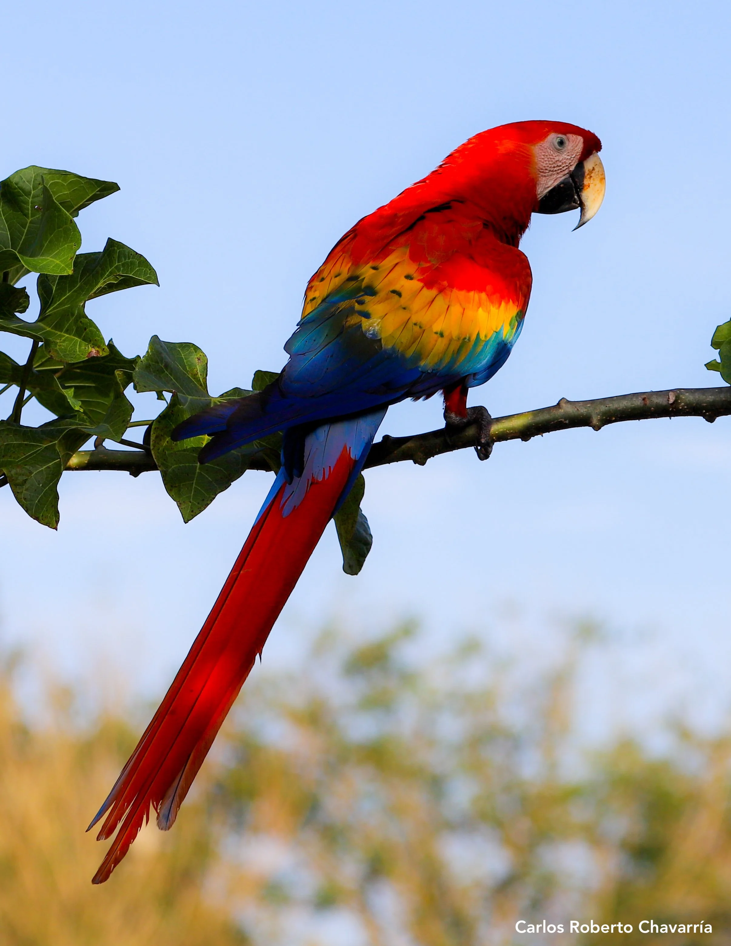 ScarletMacaw2TarcolesJan2021.jpg