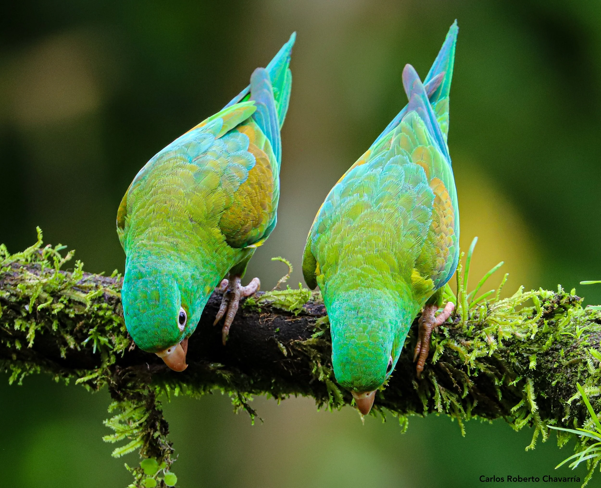 Orange-chinnedParakeetElPizote.jpg