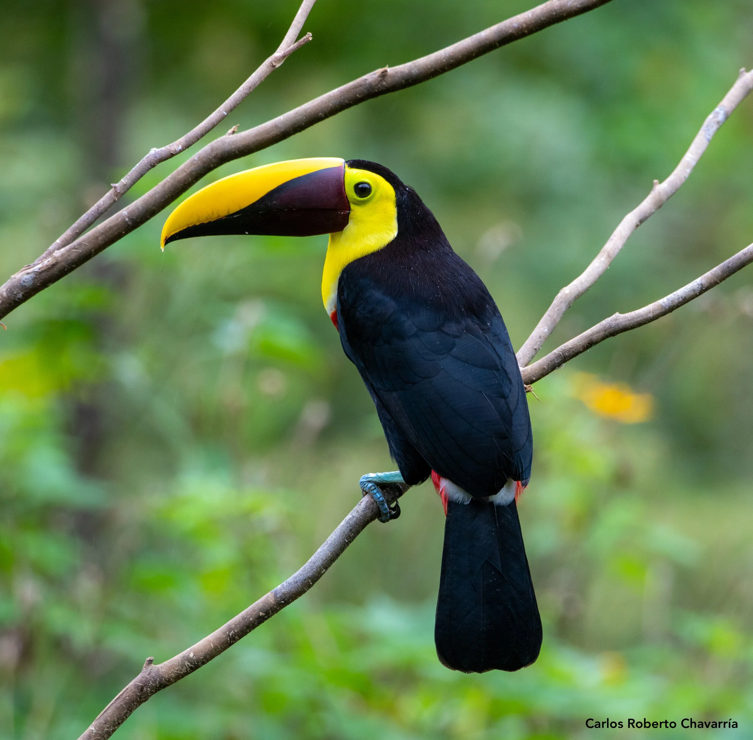 Yellow-throatedToucanTV.jpg