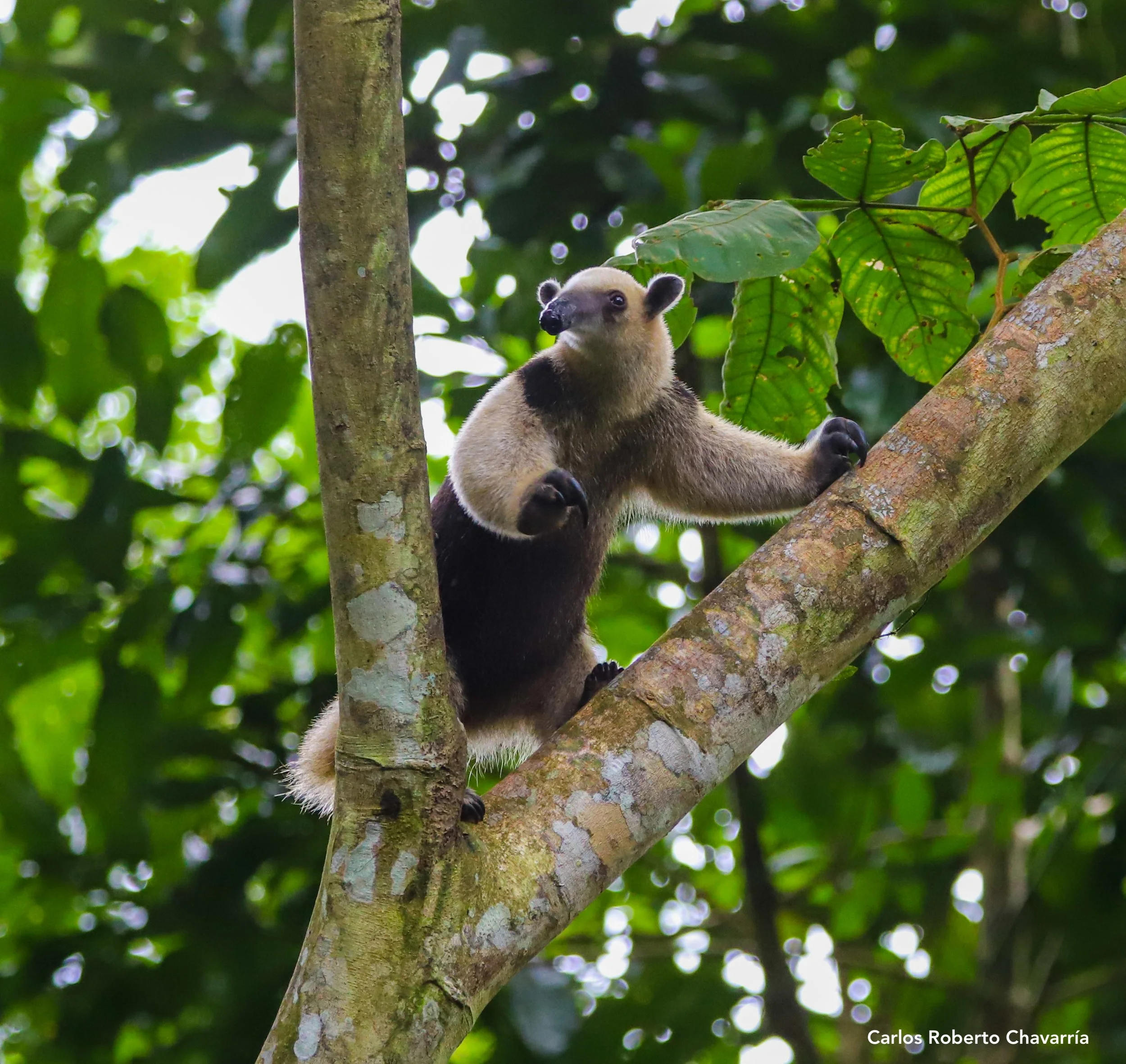 Tamandua1.jpg