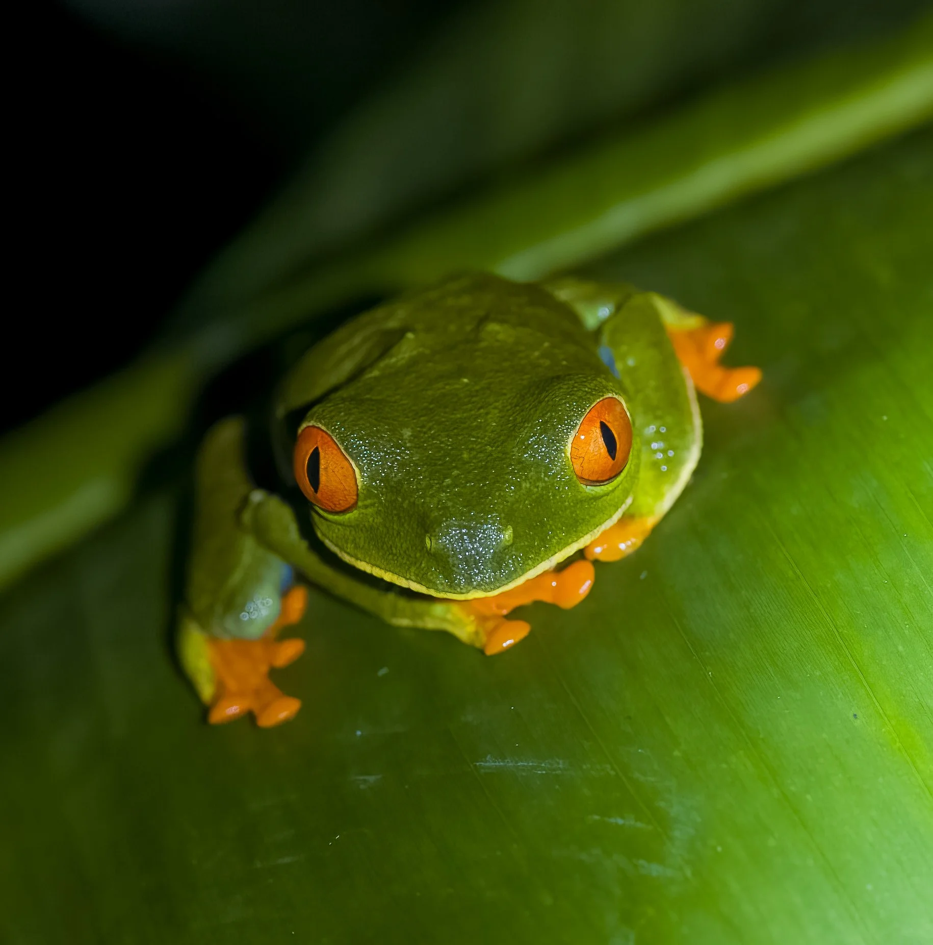 RedEyeTreeFrog.jpg