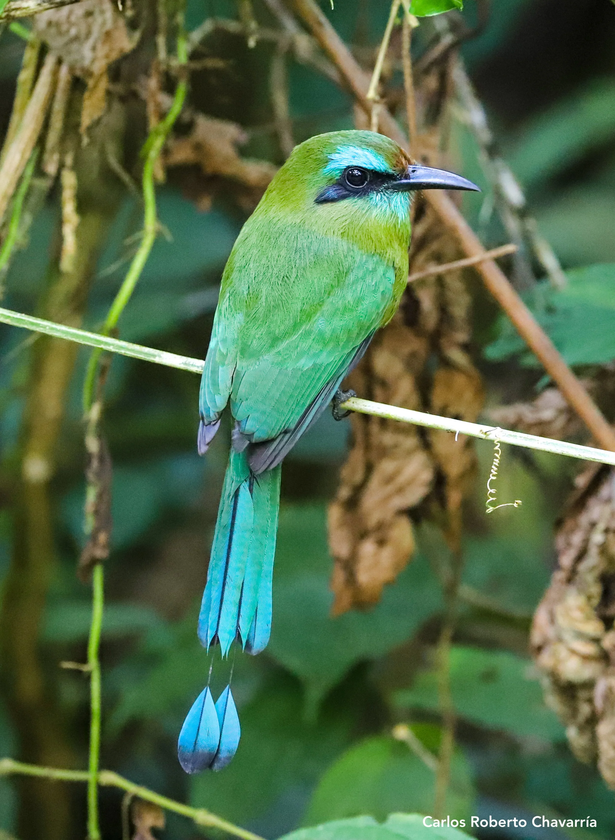 Keel-billedMotmot1.jpg