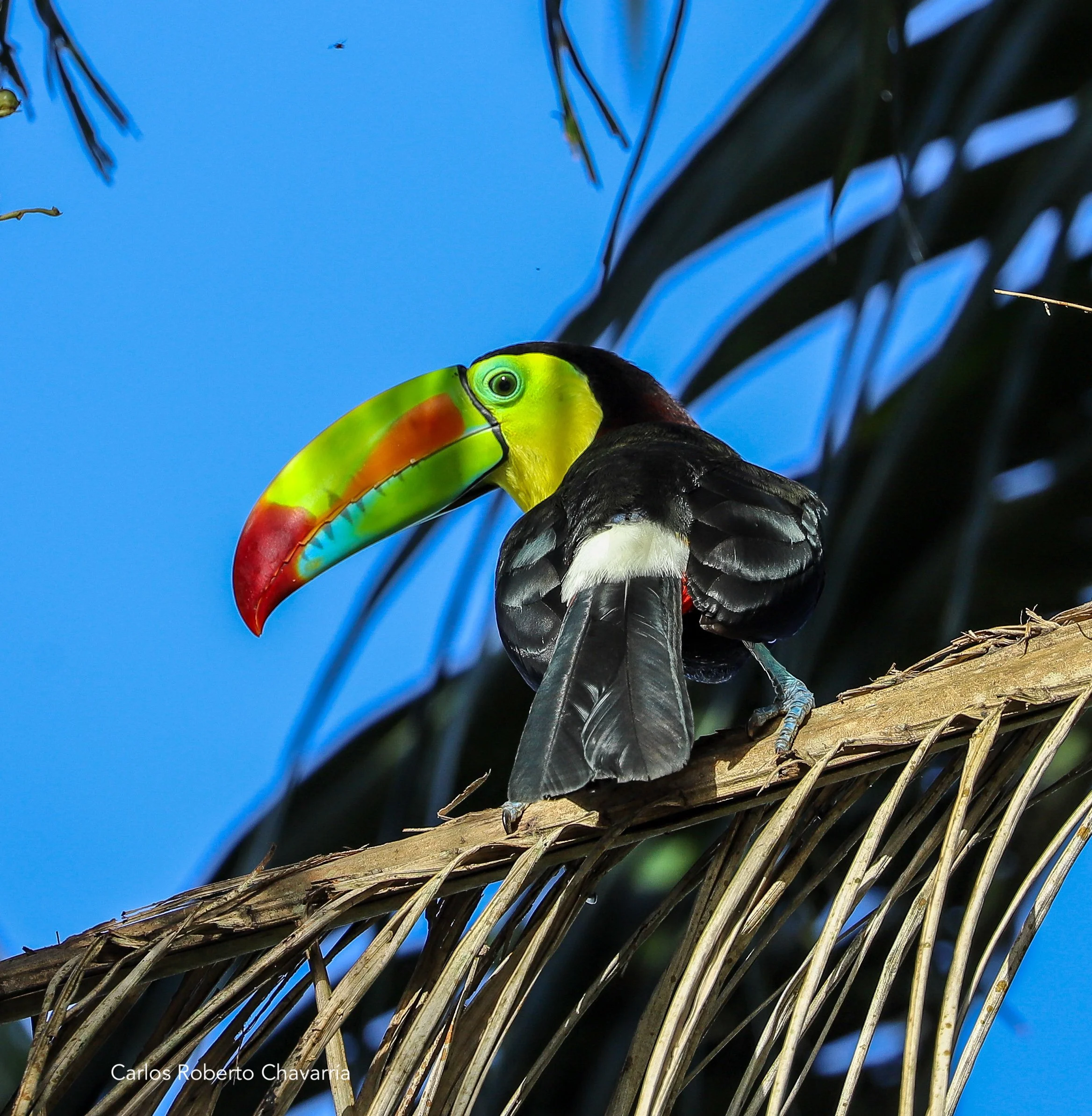 KeelBilledToucan.jpg
