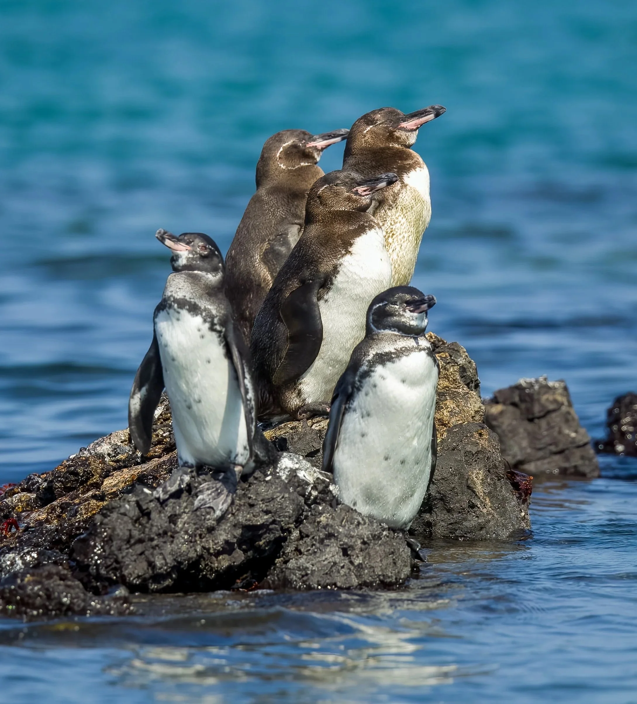 Galapagos