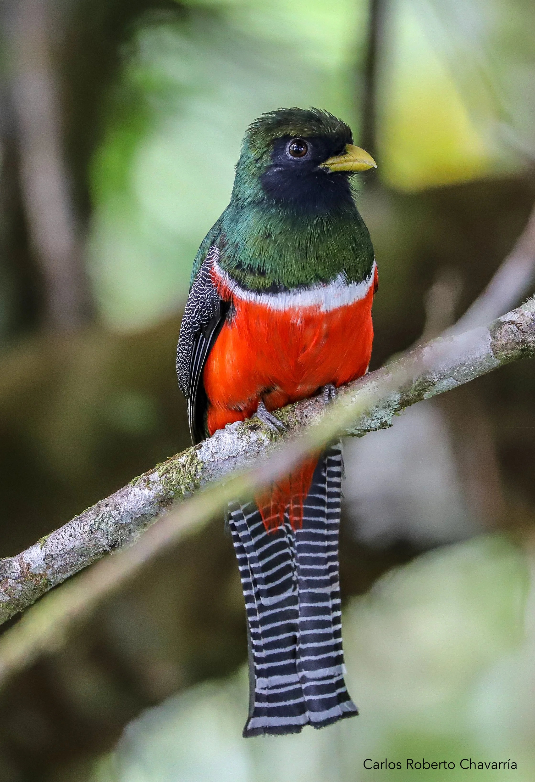 CollaredTrogon2.jpg