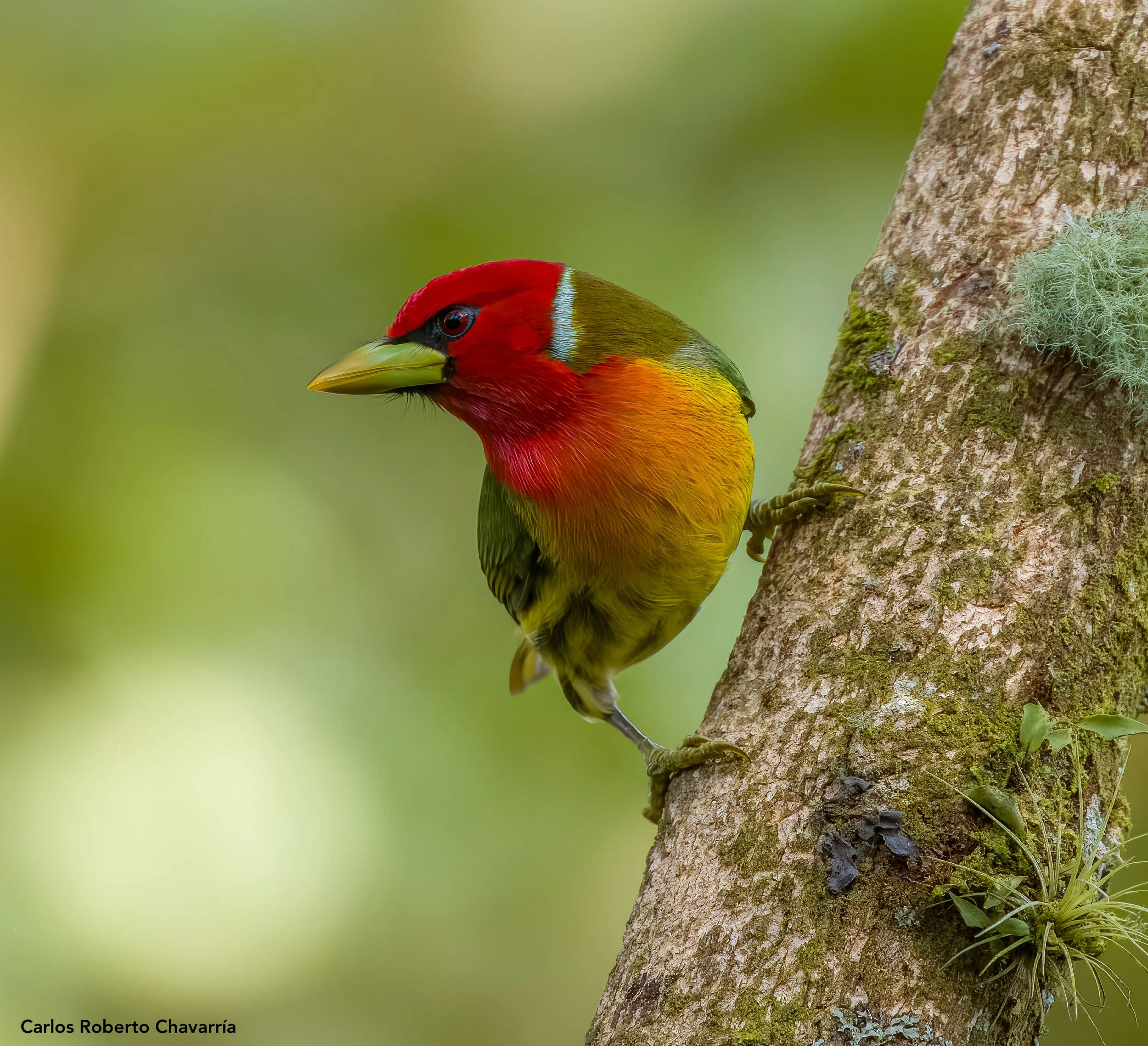 Red-headedBarbet4CinDec21.jpg