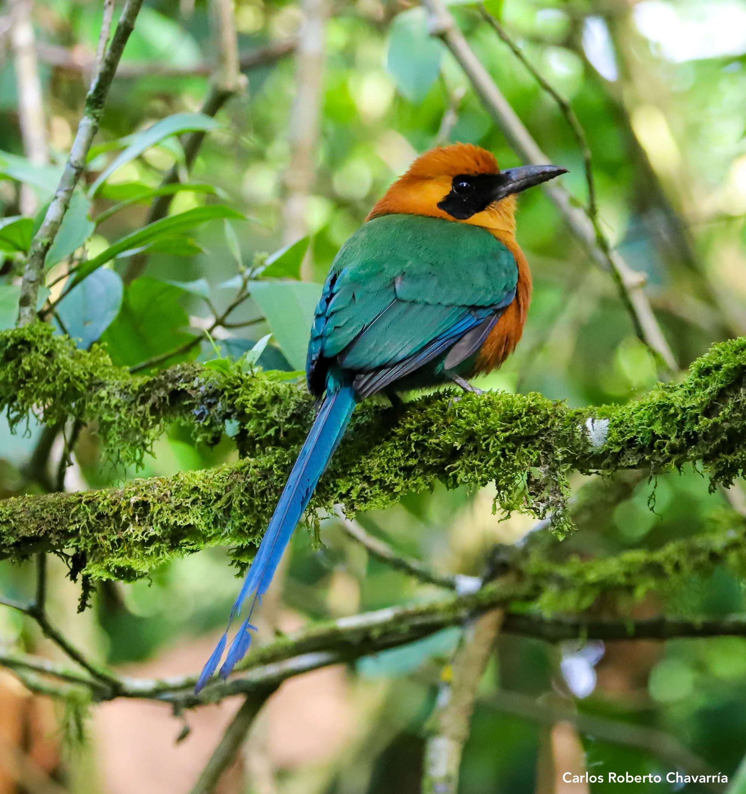 RufousMotmot(Observatorio).jpg