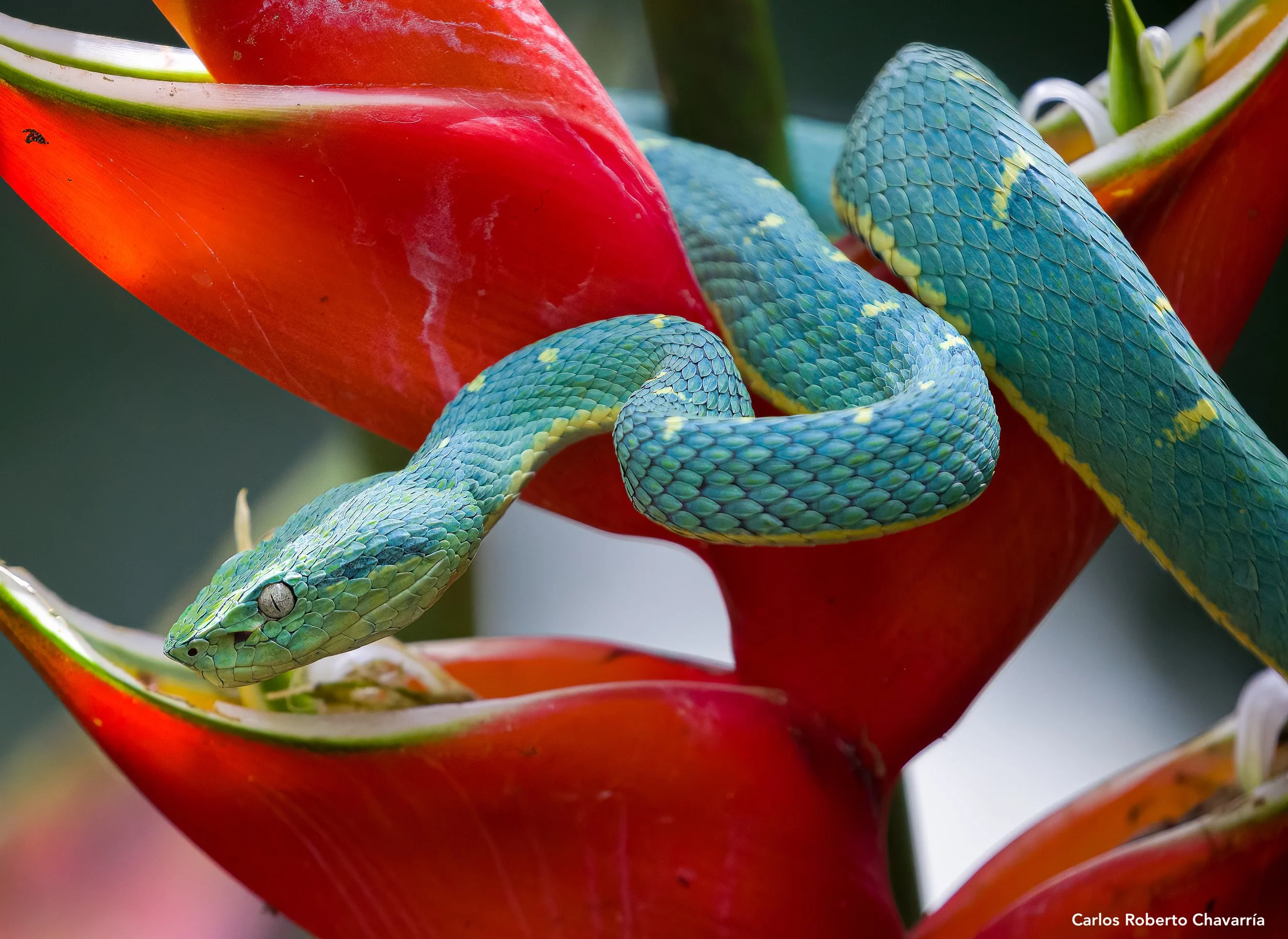 Costa Rica Wildlife