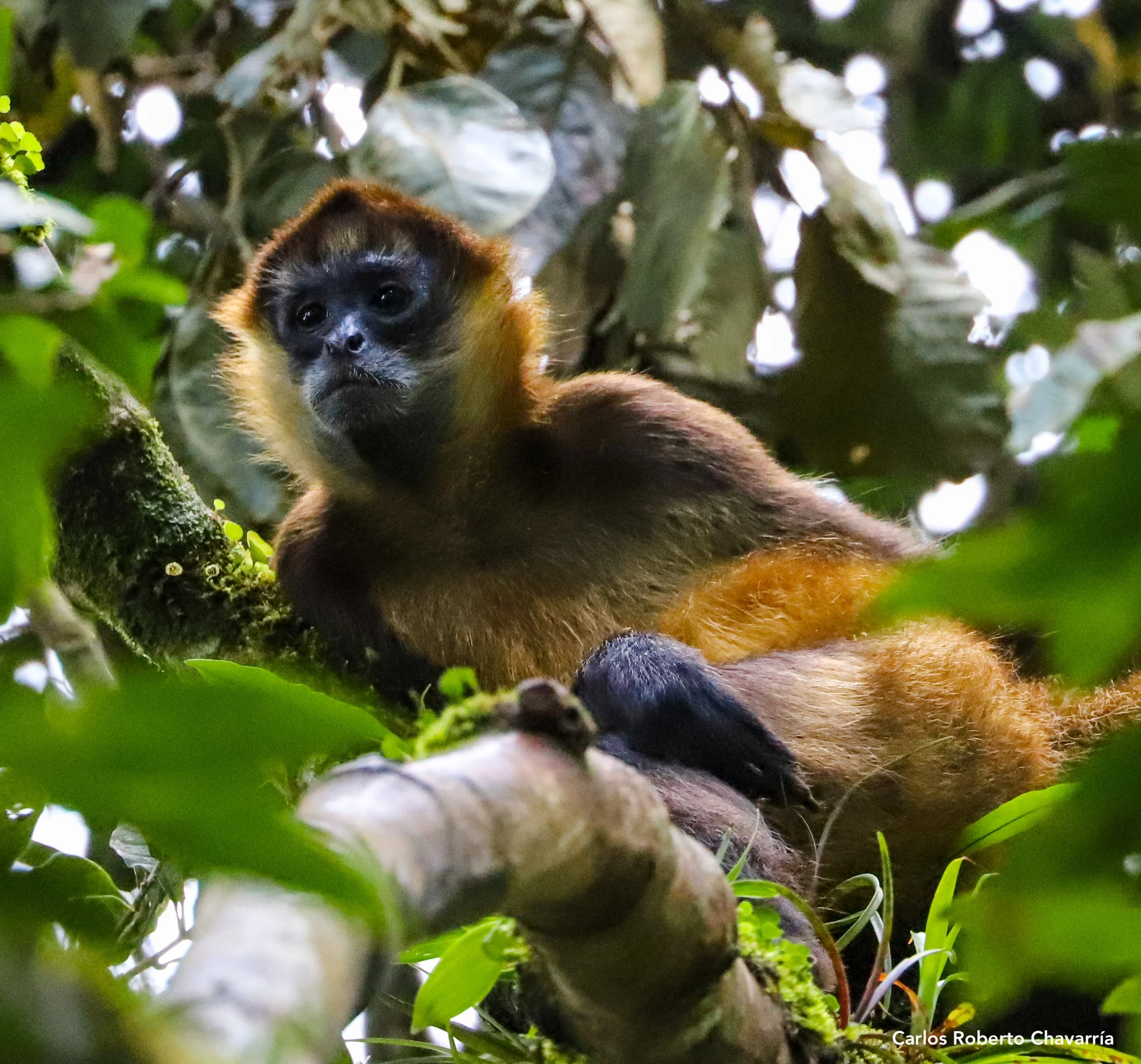 SpiderMonkey1.jpg