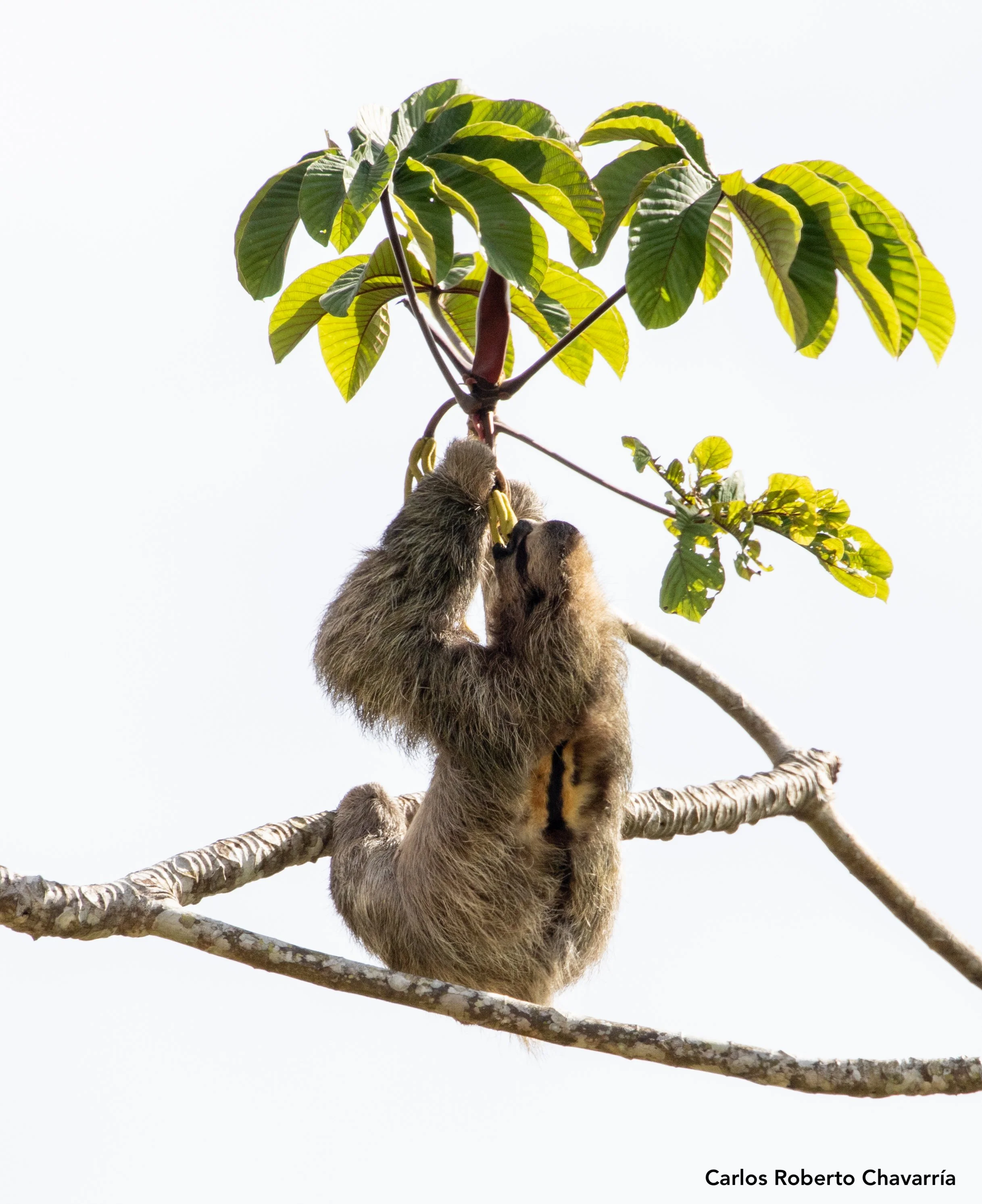 Three-toedSloth.jpg