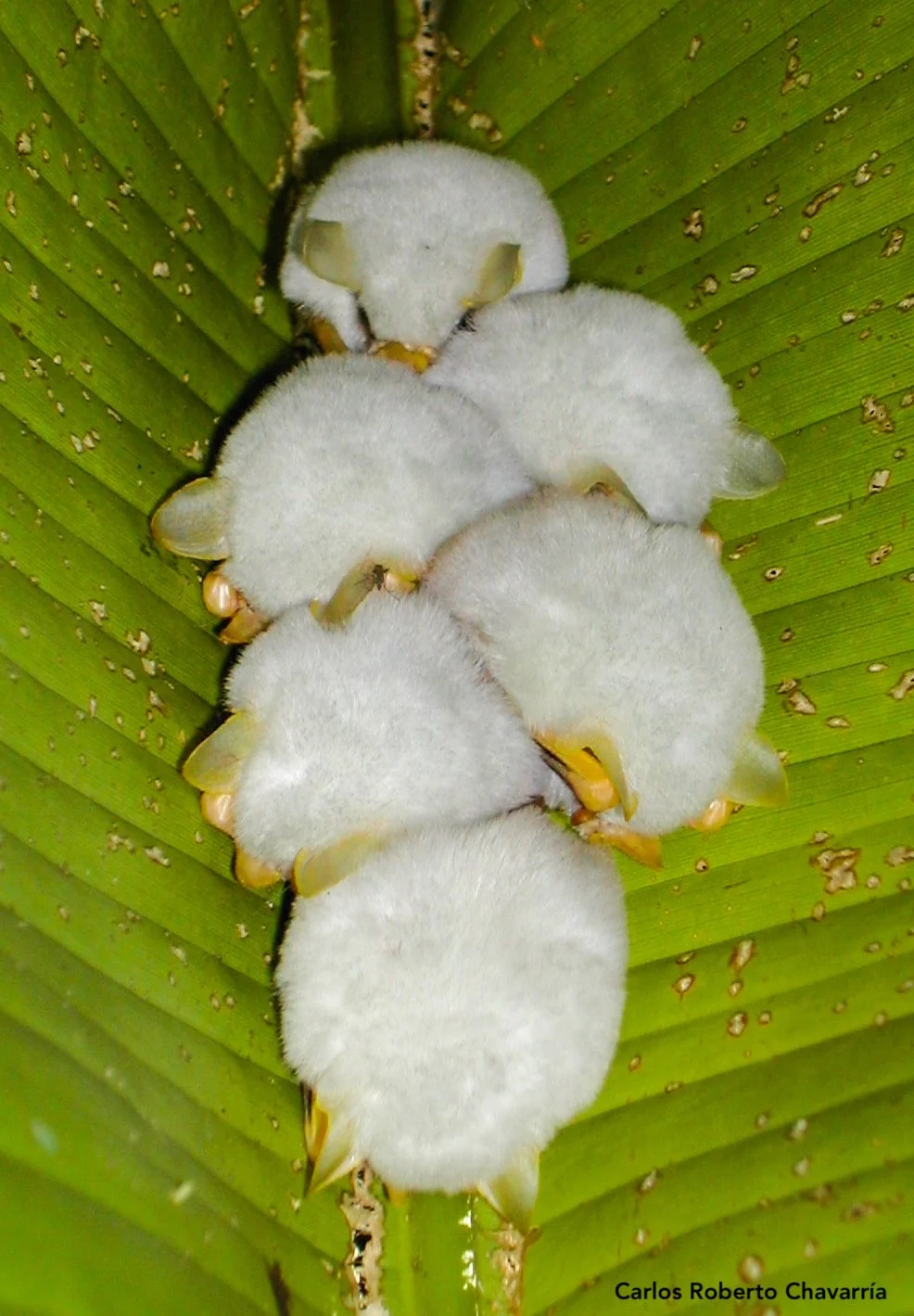 White bats (Ectophylla alba) 2.jpg
