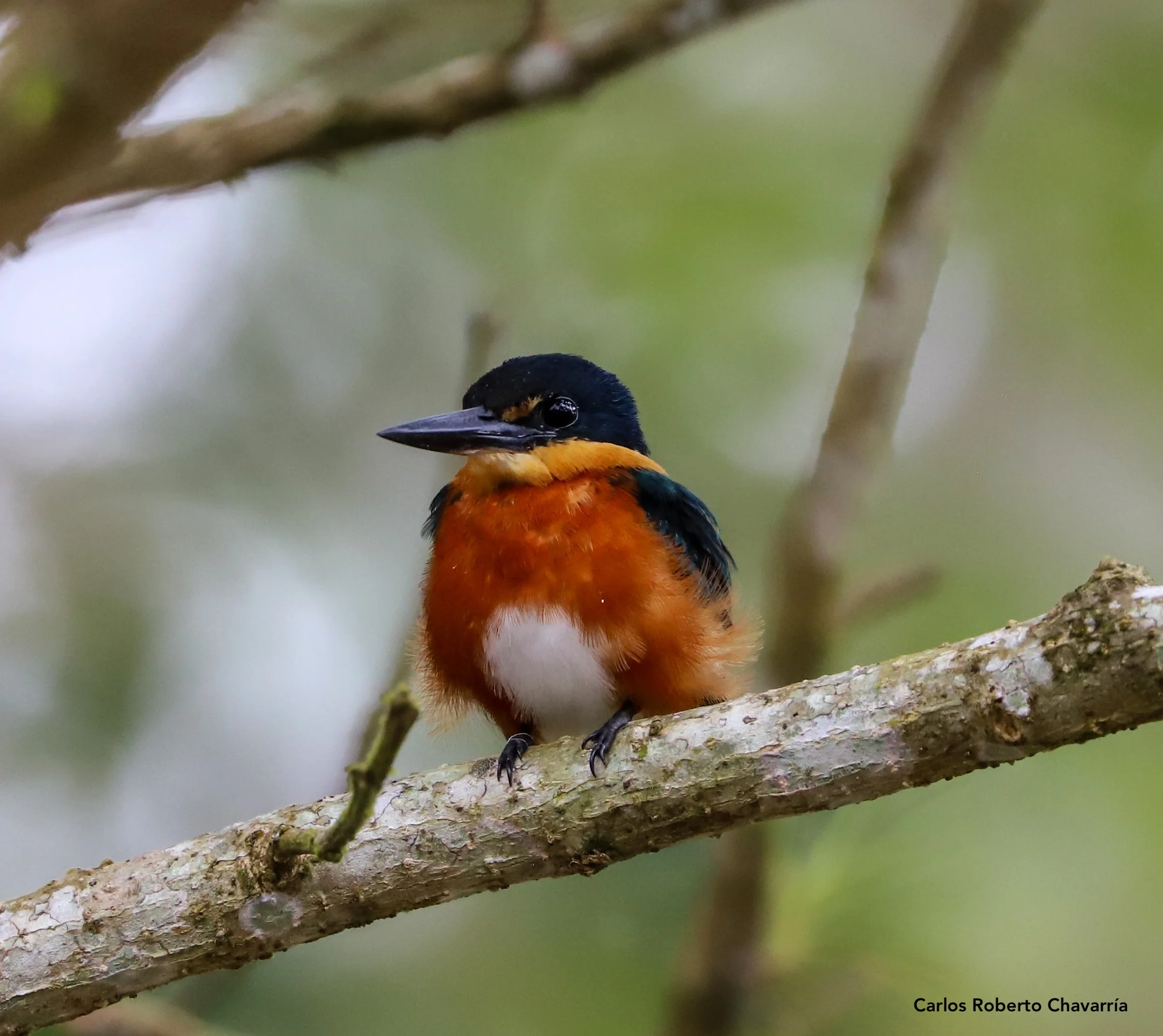 American-PigmyKingFisher.jpg
