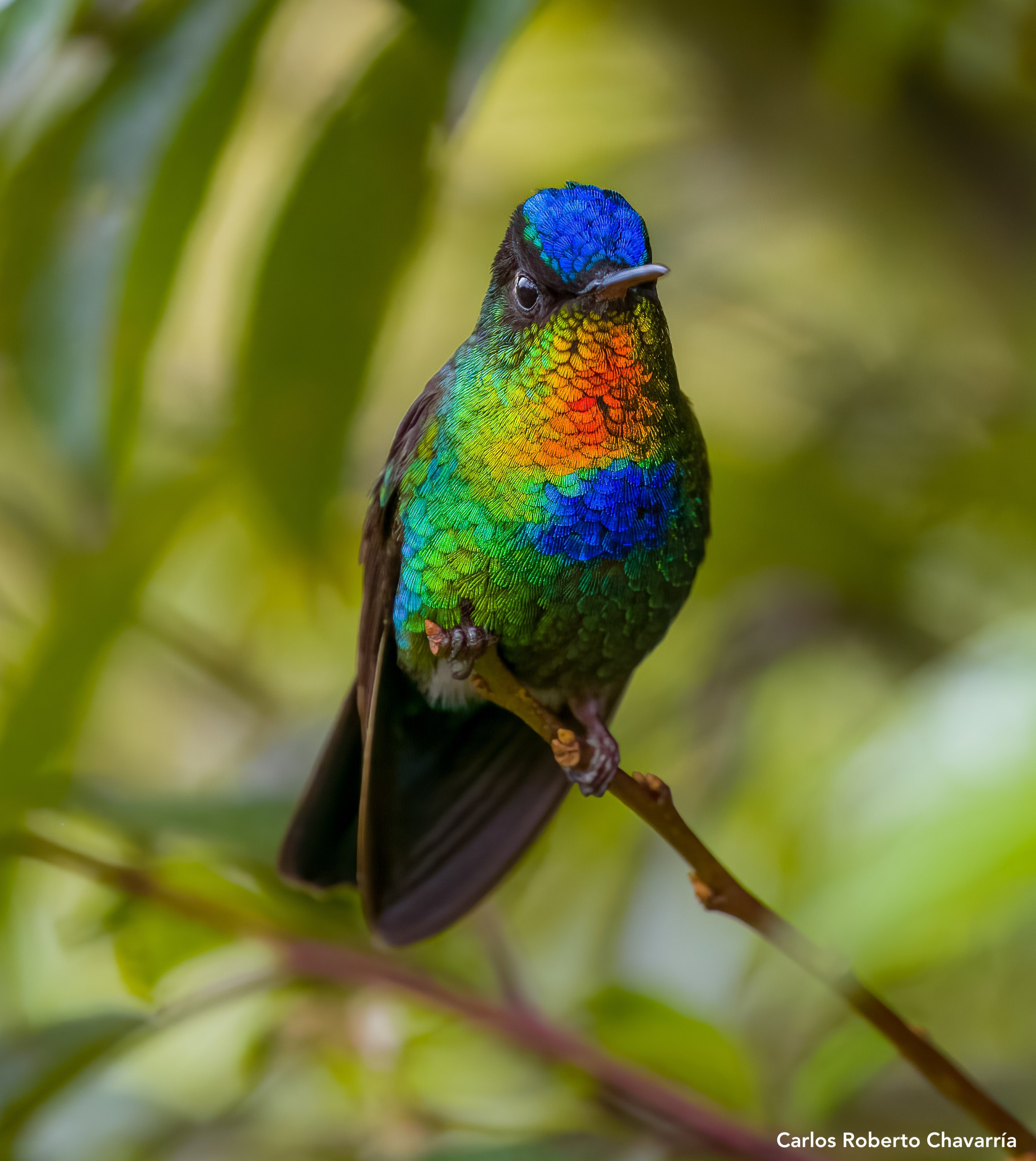 Fiery-throatedHummingbird(nov2021).jpg