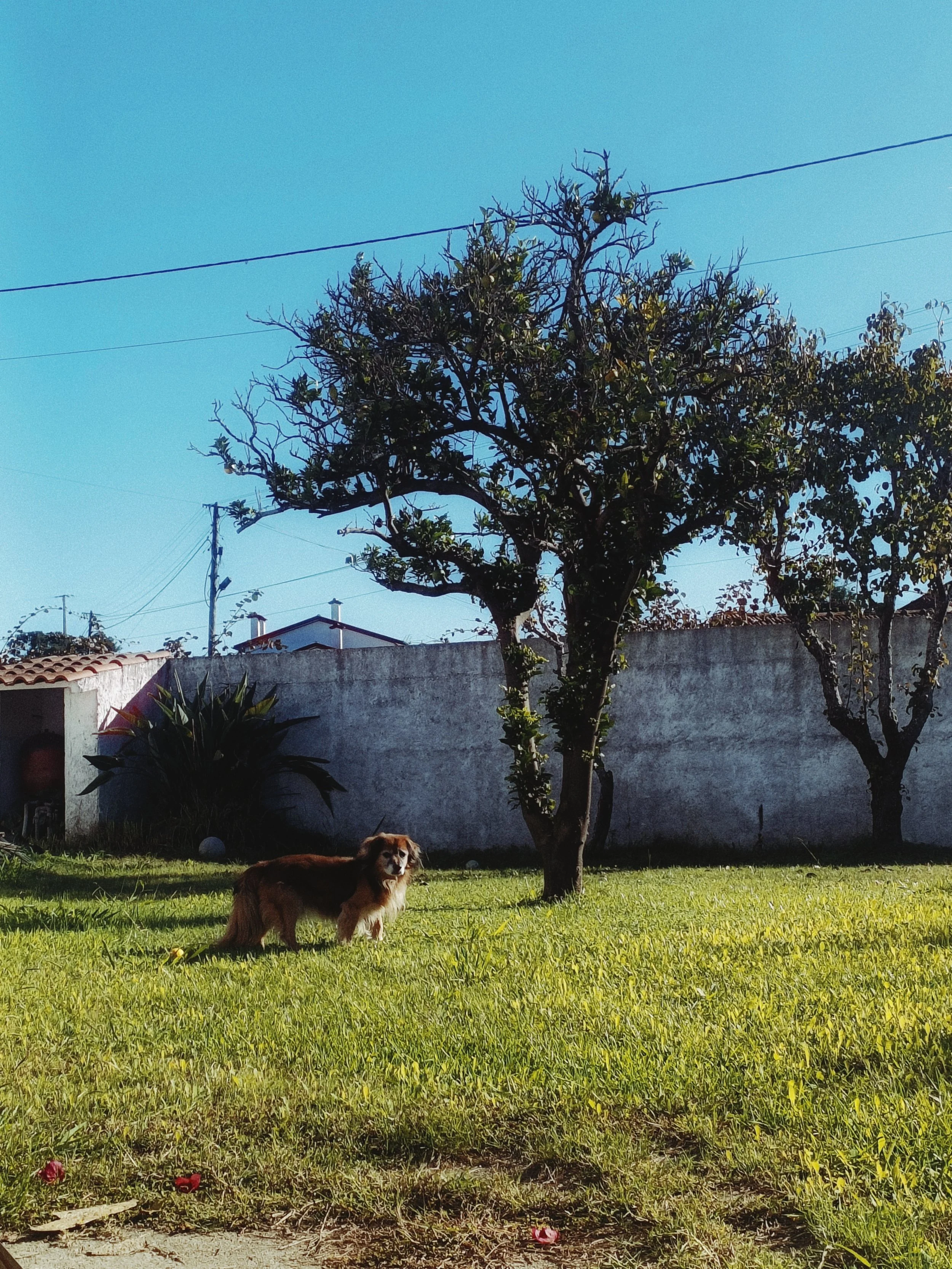 A brown and white dog standing on green grass in a backyard with trees, a white wall, and power lines in the background.