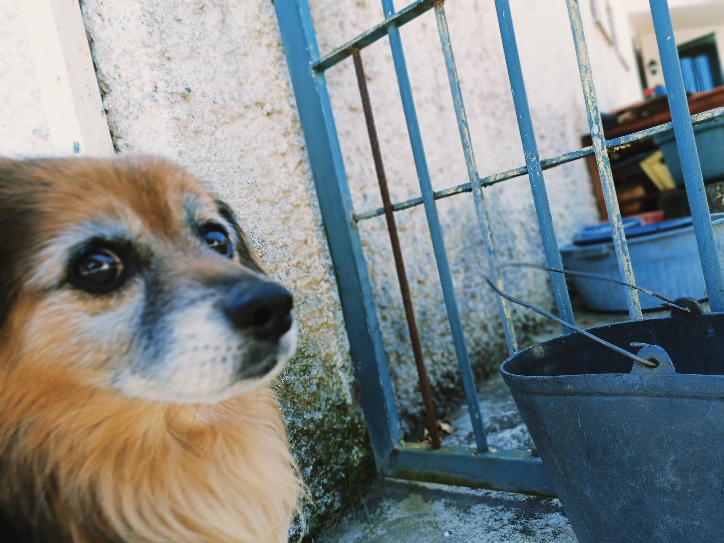 A young dog with tan and white fur, looking at the camera, sitting outside near a blue metal fence with a concrete surface and a black water dish nearby.