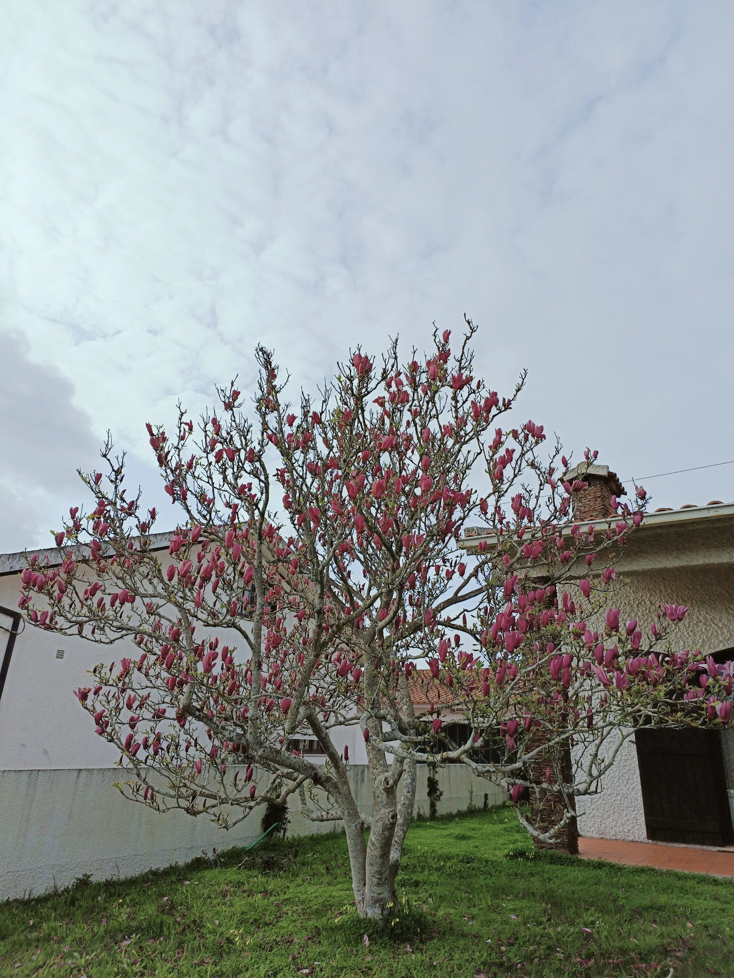 A tree with pink blossoms stands in a yard next to a house with white walls, a tiled roof, and a chimney, under a cloudy sky.