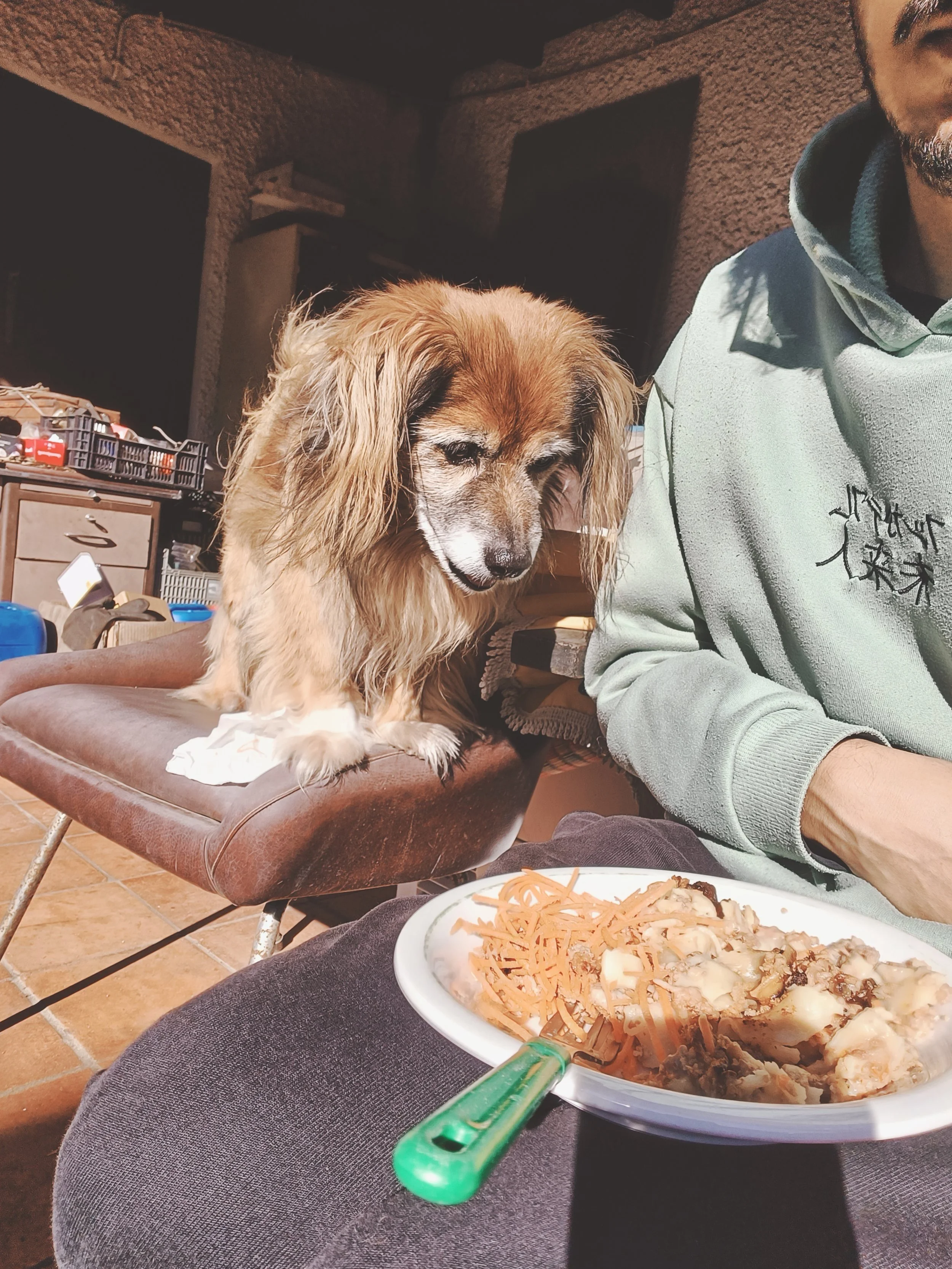 A dog sitting on a tray next to a person wearing a light gray hoodie in a room with textured walls. The tray is placed on a person's lap, and in front, there is a plate of food with shredded cheese and cooked vegetables. The background has furniture 