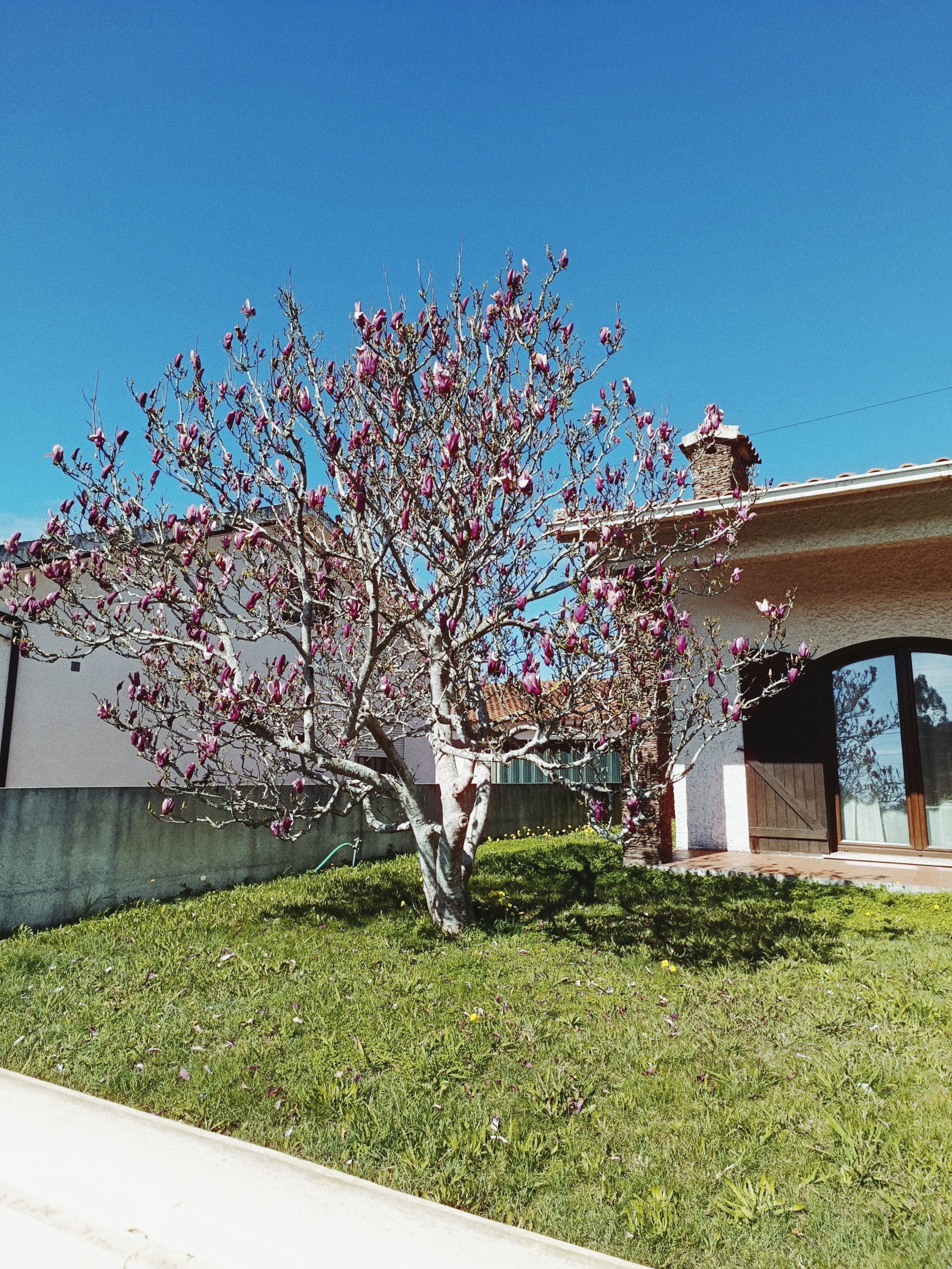 A yard with a flowering tree with pink blossoms, a green lawn, and a house with large windows and a chimney under a clear blue sky.