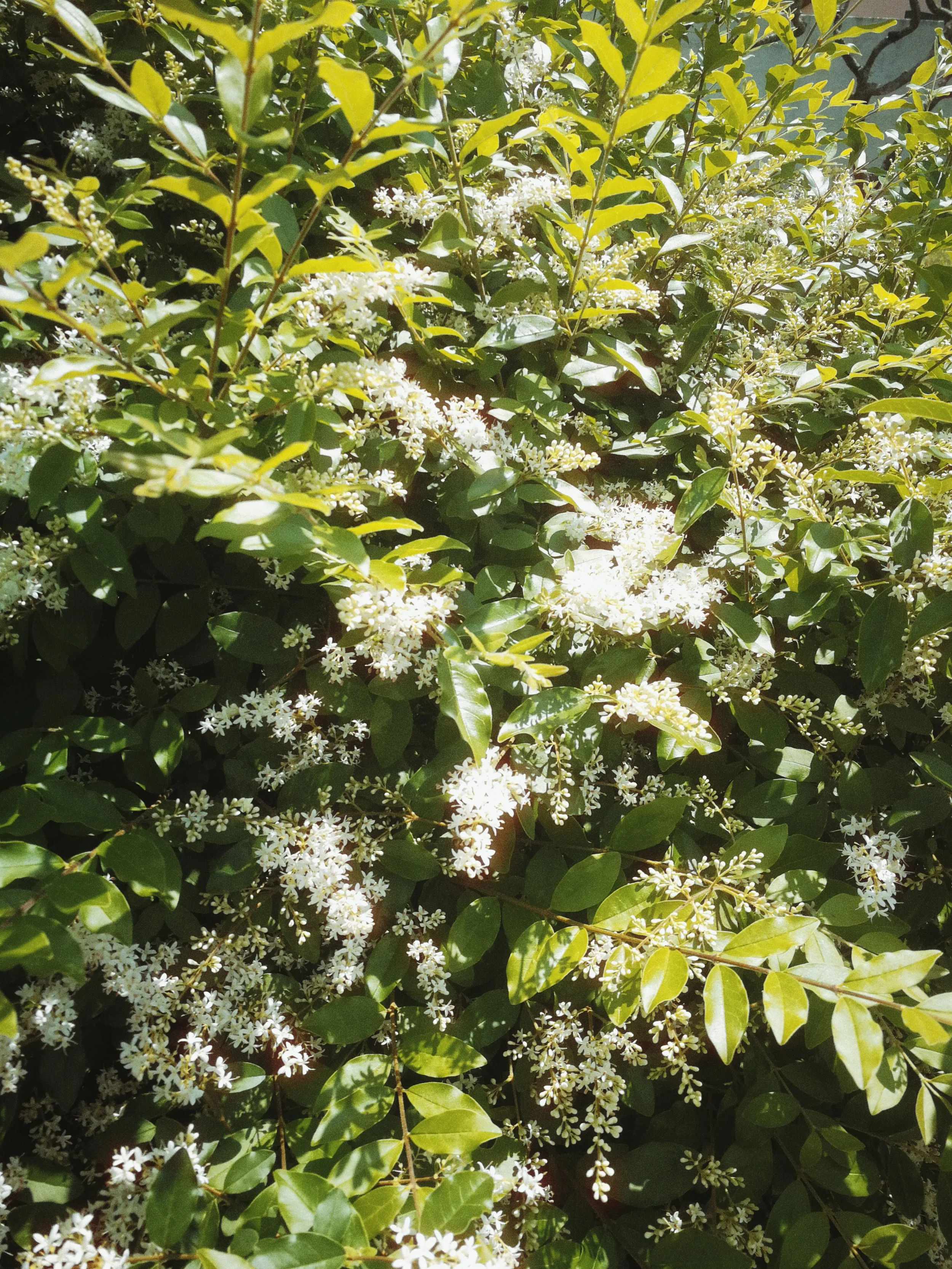 A dense shrub with small white flowers and green leaves.