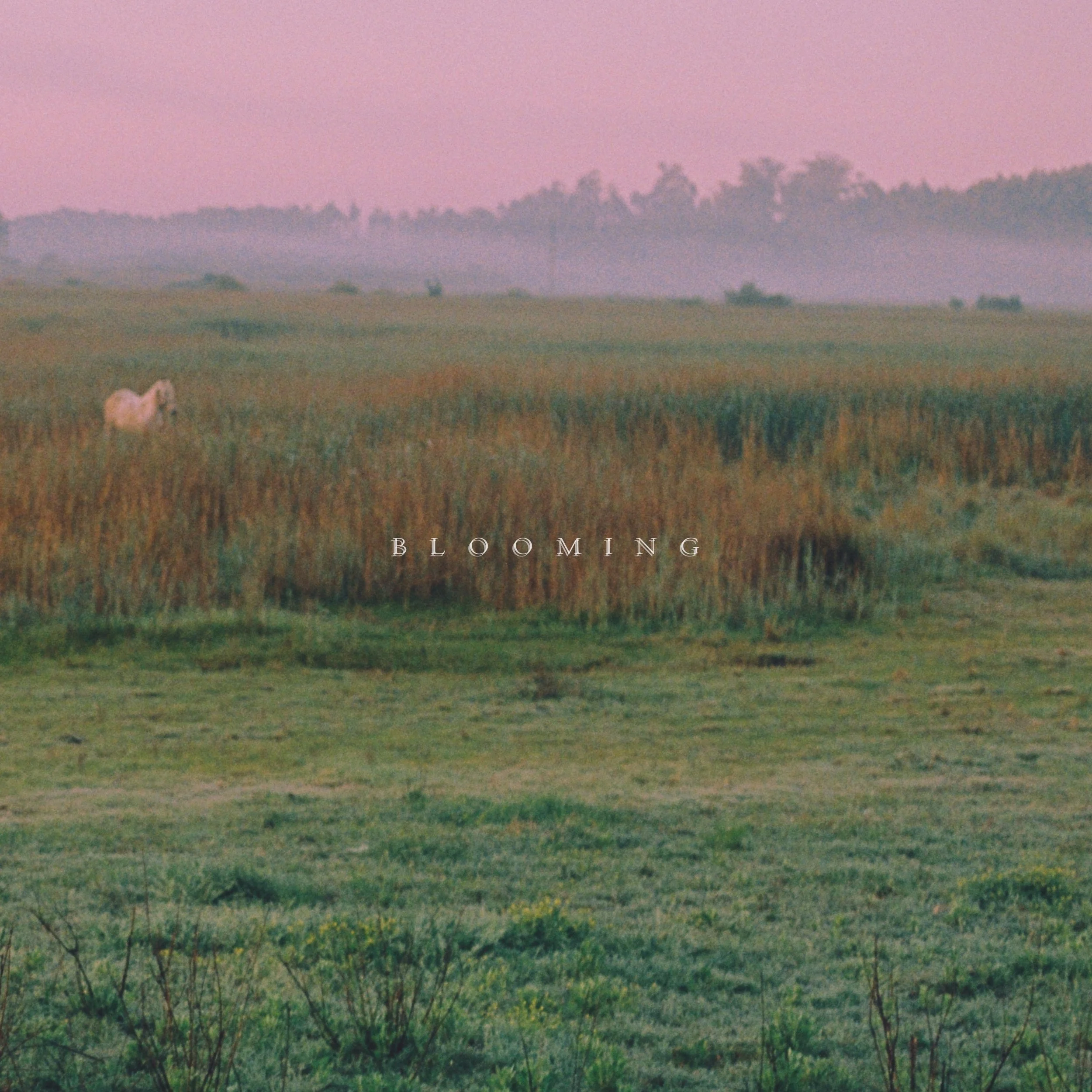 A rural landscape at dusk with a purple sky, distant trees, a grassy field with wildflowers, and a white cow grazing in the foreground. The word 'BLOOMING' is overlaid at the bottom.