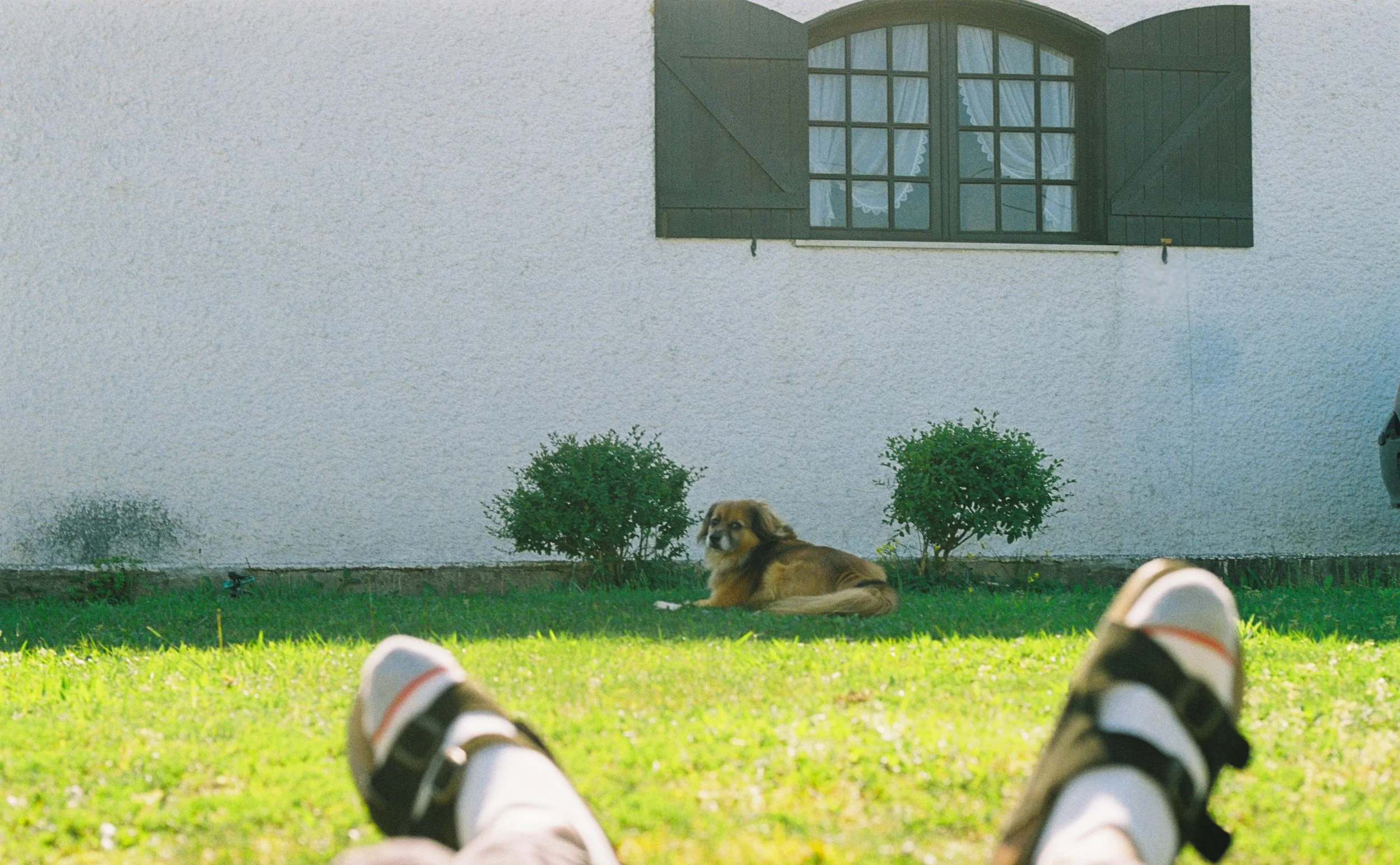Person lying on grass with legs and sneakers visible in foreground, dog lounging under bush, white house with closed shutters and window with curtains in background.