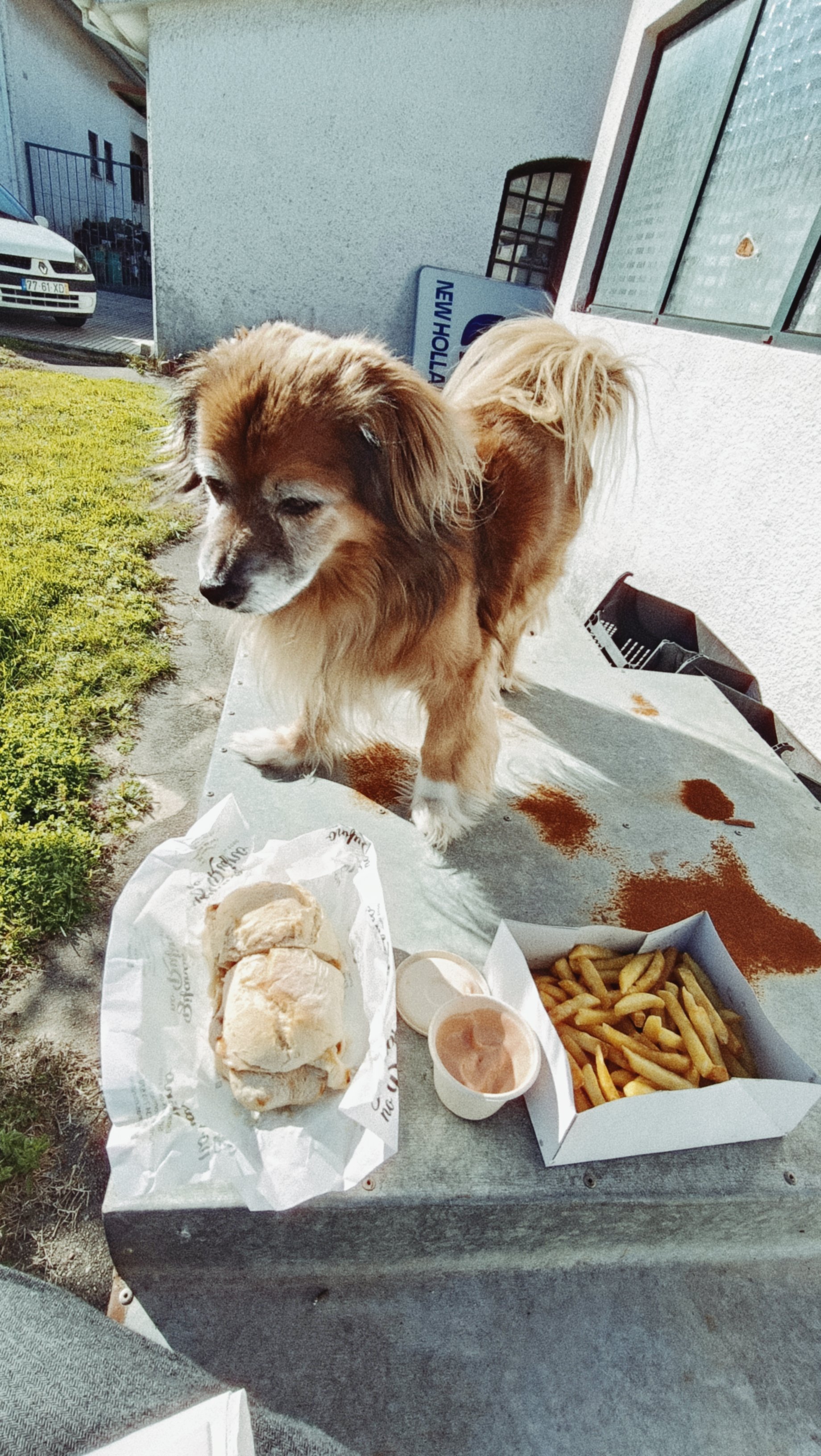 A small dog with long fur standing on a table outside near a white building with food on the table, including a sandwich, fries, and dipping sauce.