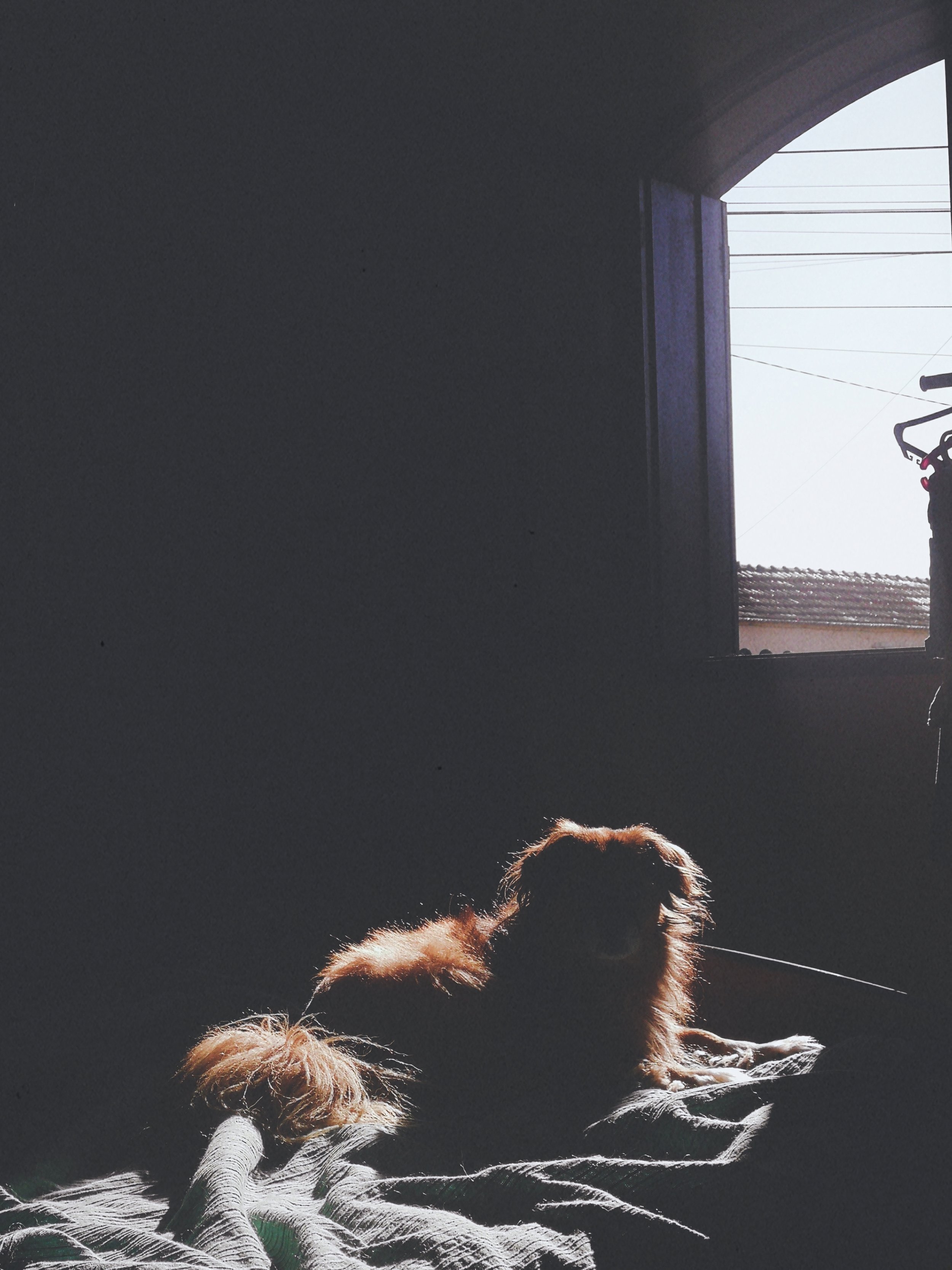 A dog sitting on a bed with sunlight coming through a window in the background.