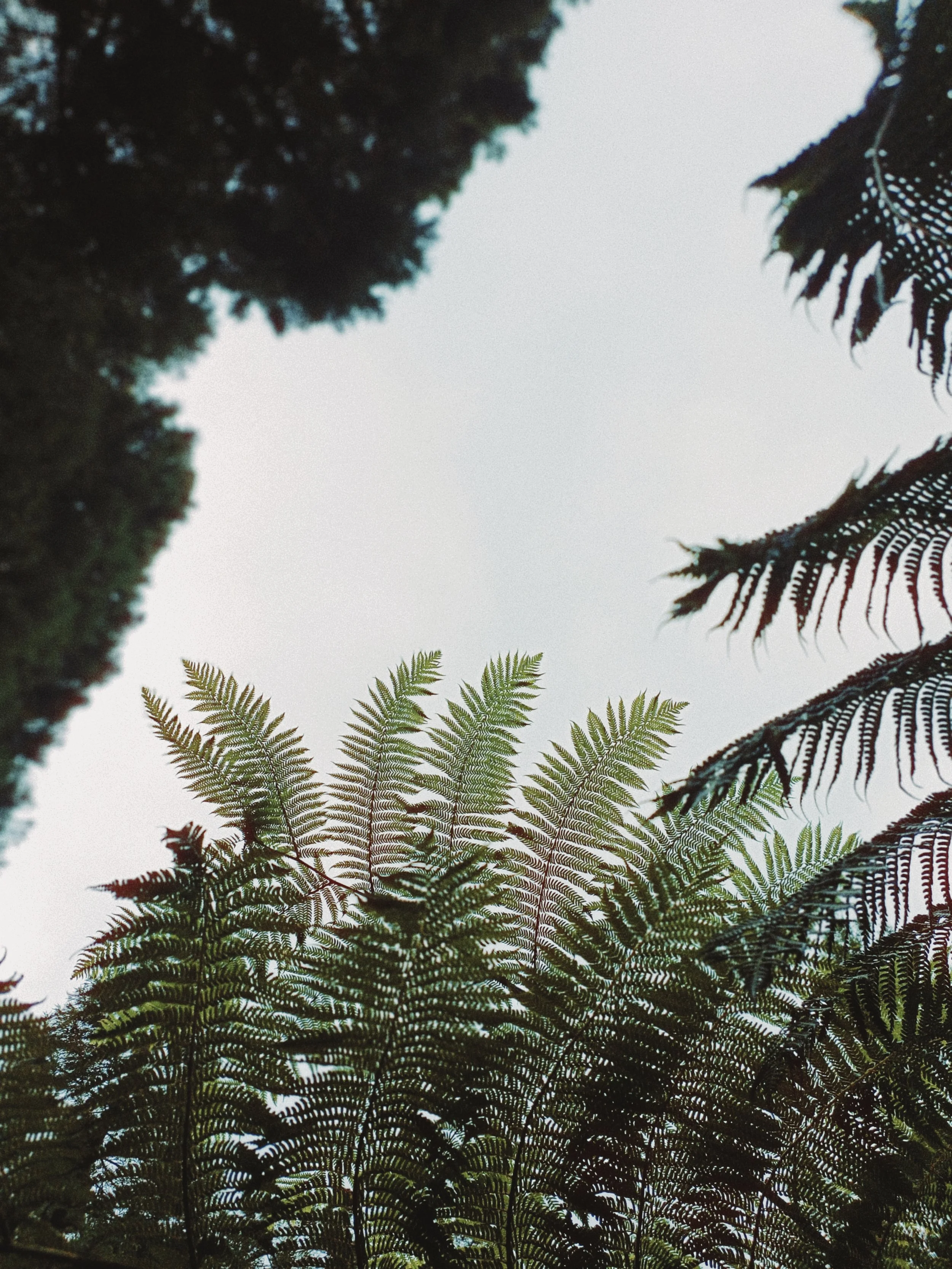 View of green and black fern leaves against a pale sky, with some dark trees in the background.