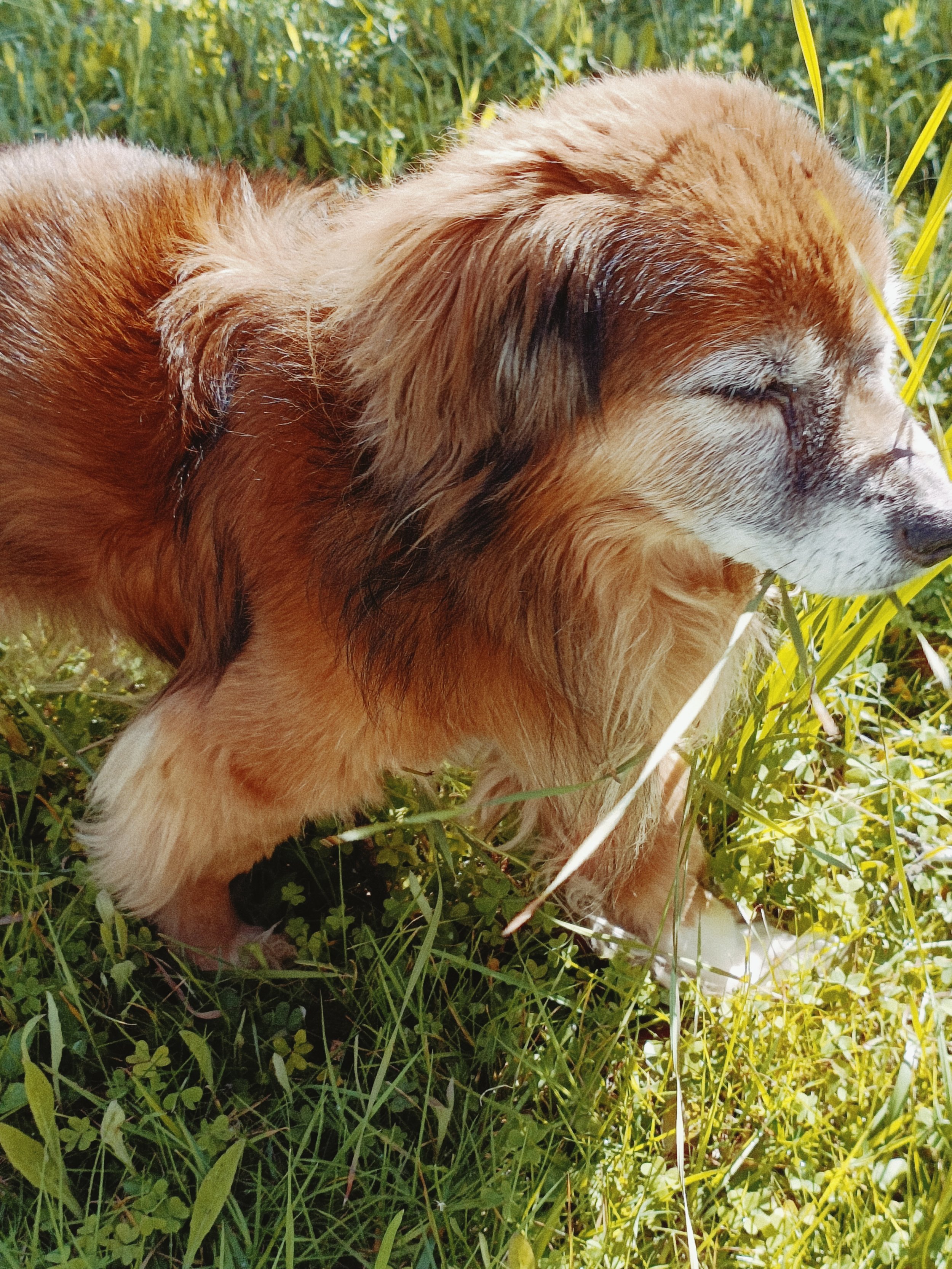 Close-up of a sleeping dog with a golden-brown coat sitting in green grass and plants.