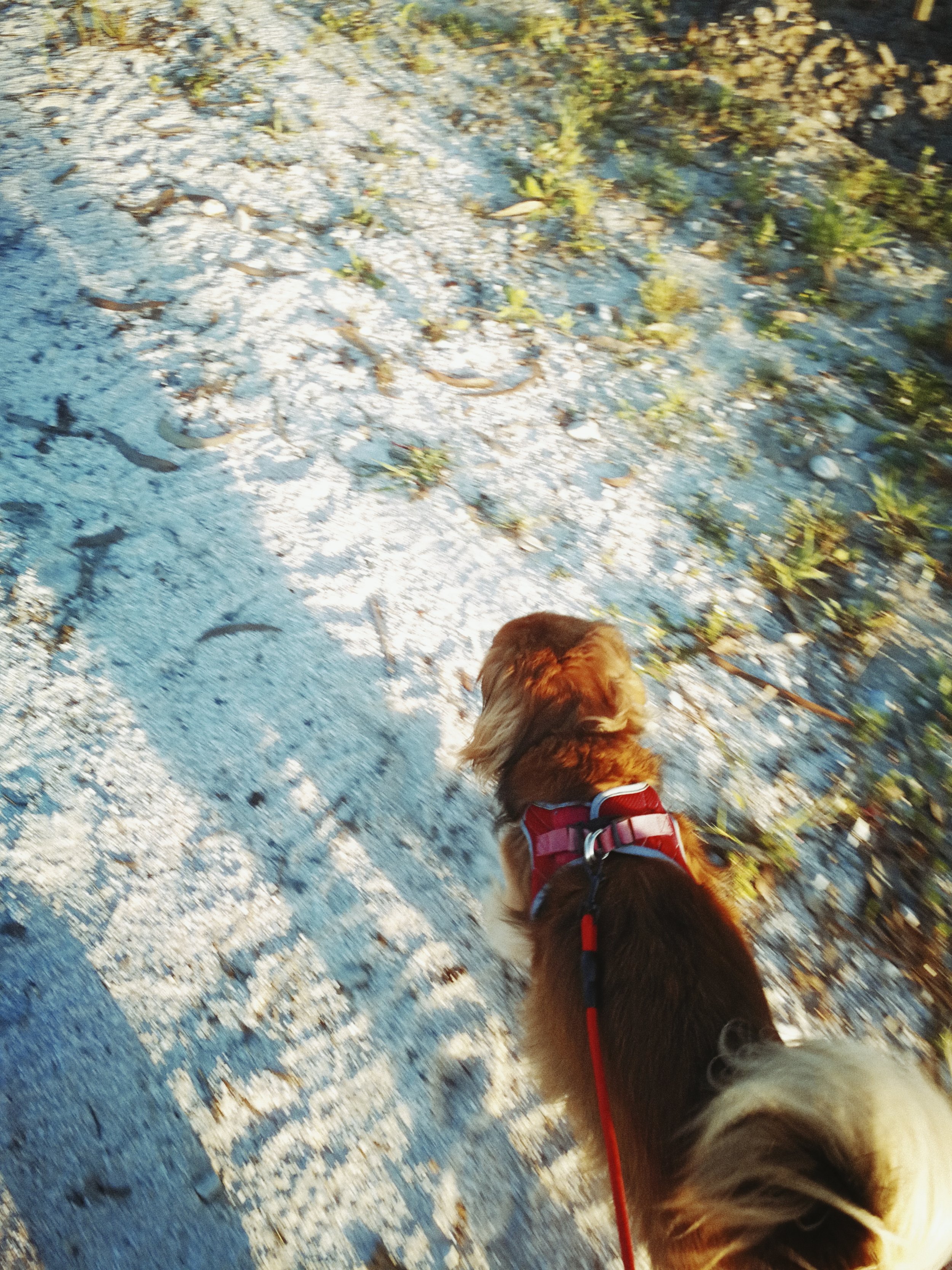 A dog wearing a red harness walking on a gravel path with small green plants and fallen leaves, with some snow or frost on the ground.