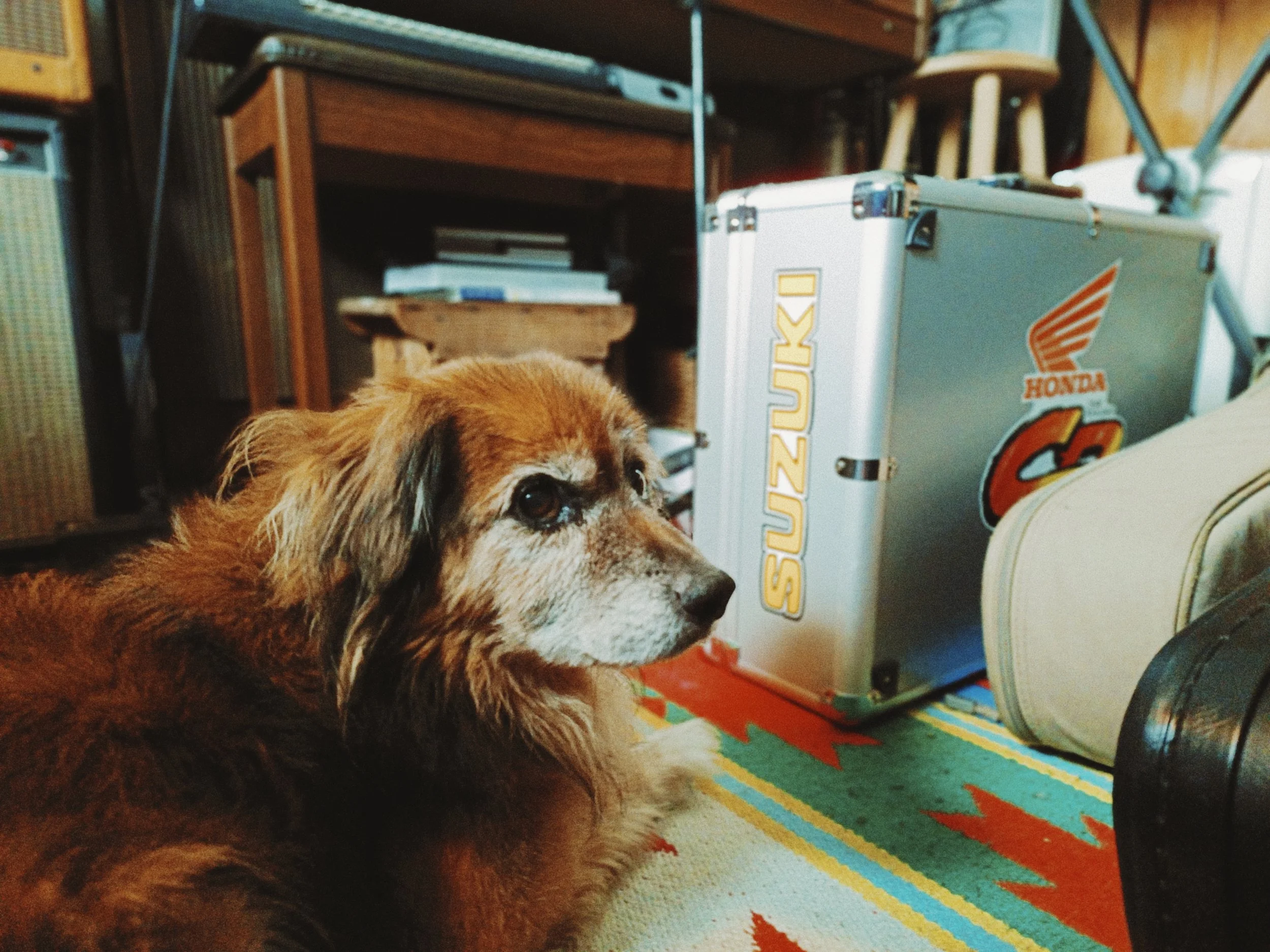 A dog with brown and white fur laying on a colorful patterned rug, with part of its face and eyes visible. In the background, there are various items including a vintage-style metal and wood storage box with the Honda logo, a bookcase, a small table,