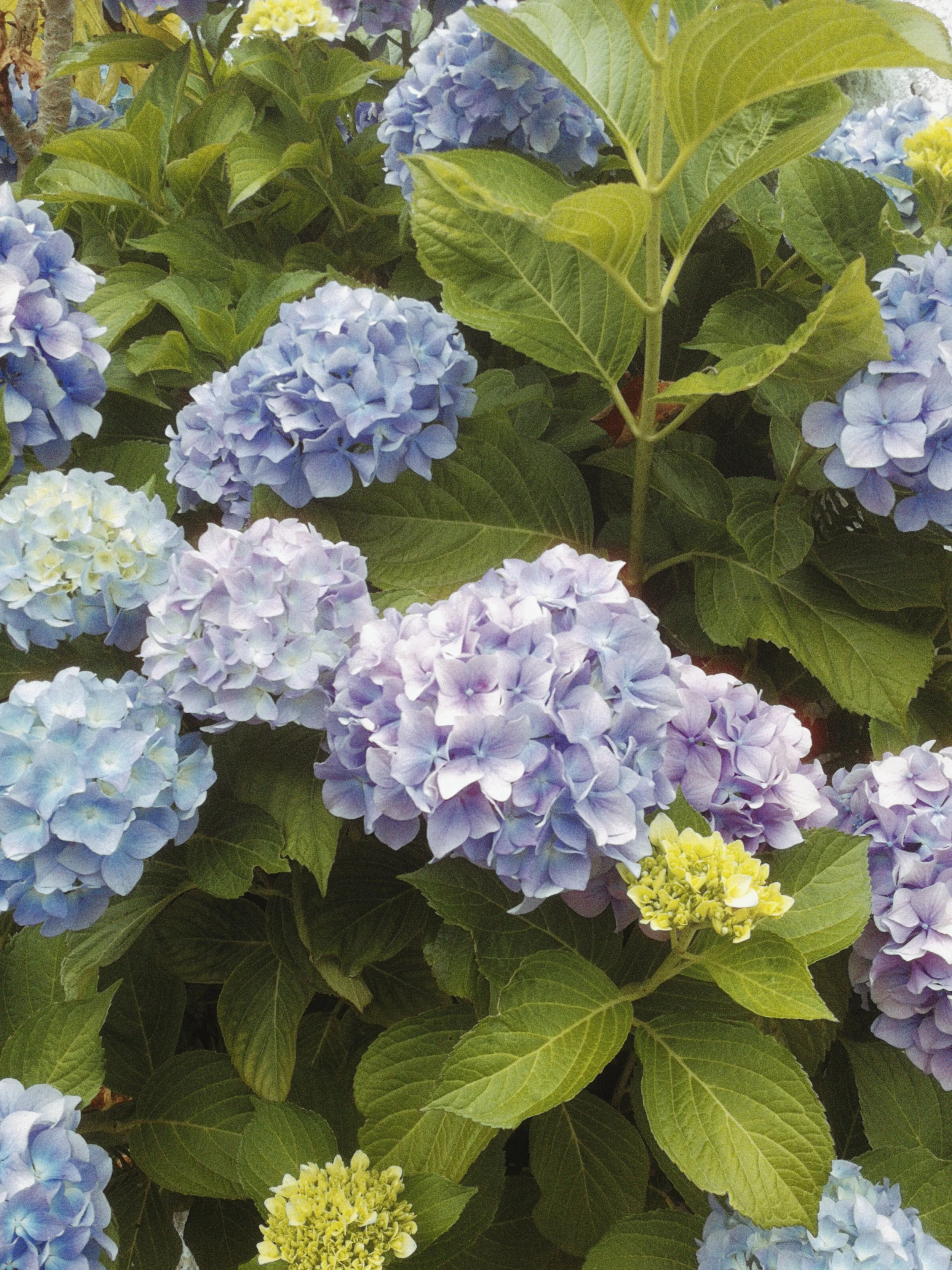 Close-up of blooming blue and yellow hydrangea flowers with green leaves.