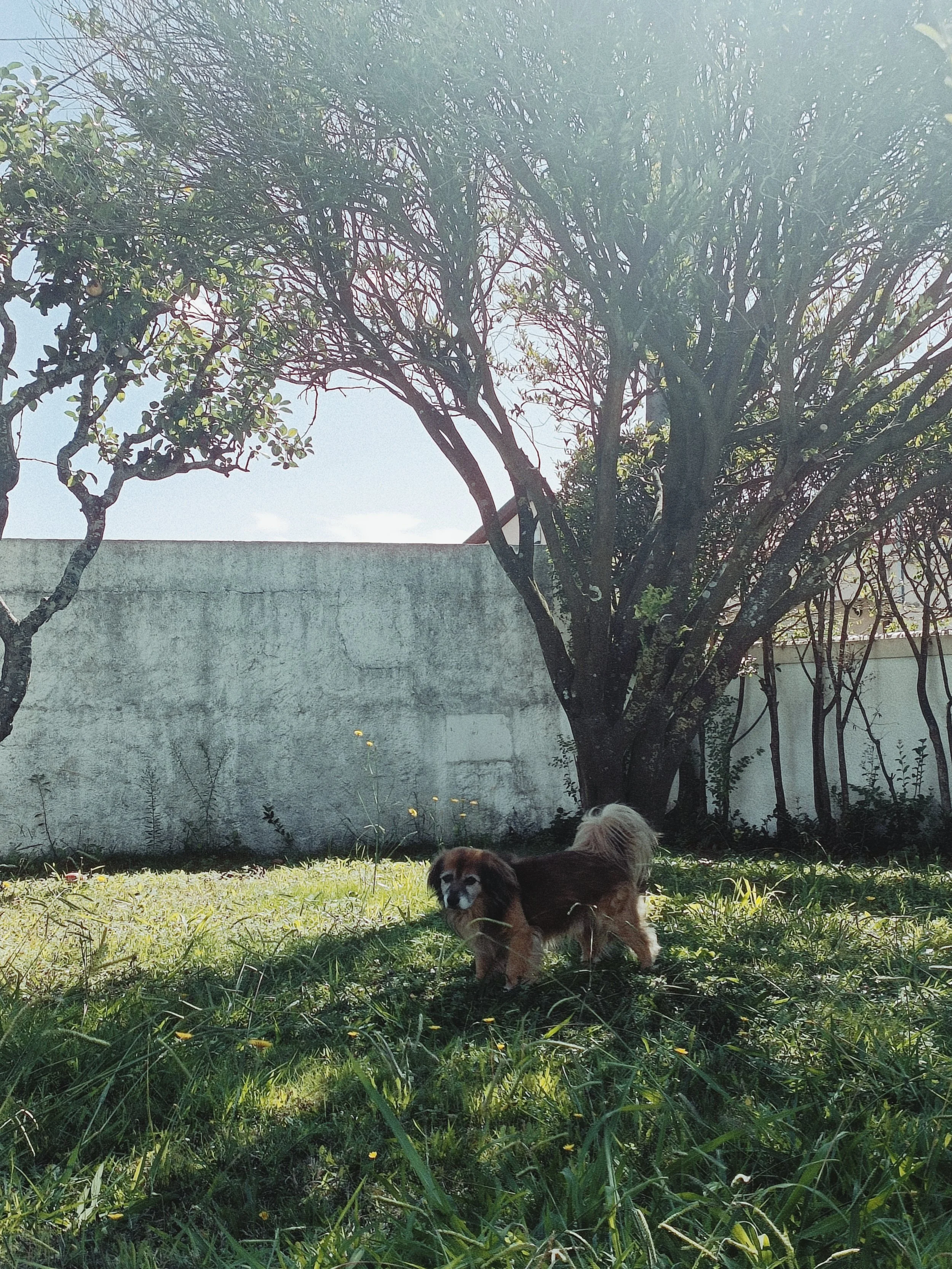 A brown and white dog standing on green grass in a backyard, with a large tree and a concrete wall in the background, under a sunny blue sky.