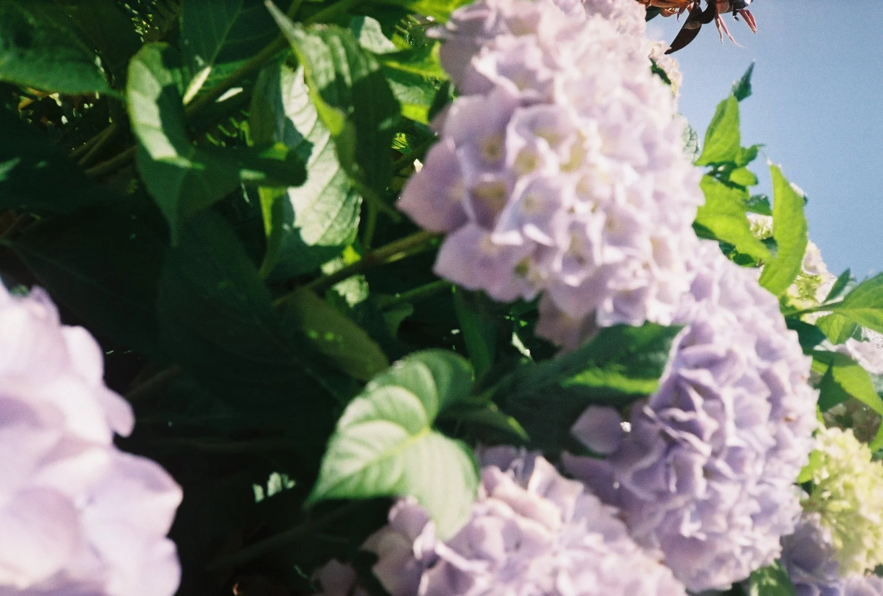 Close-up of light purple hydrangea flowers with green leaves under sunlight.