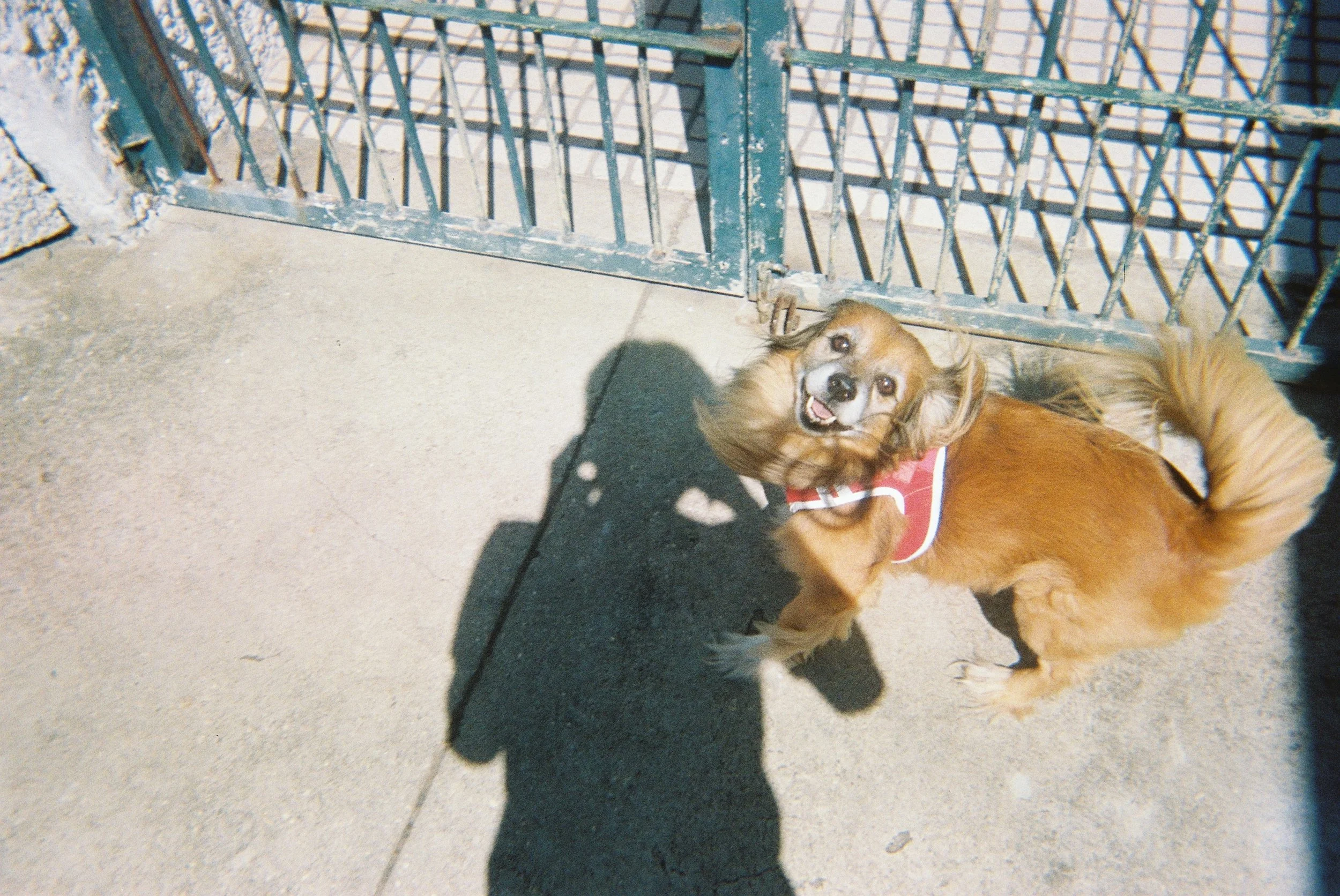 A small dog with long ears lying on the sidewalk next to a green metal gate with a geometric pattern, casting a shadow on the ground.