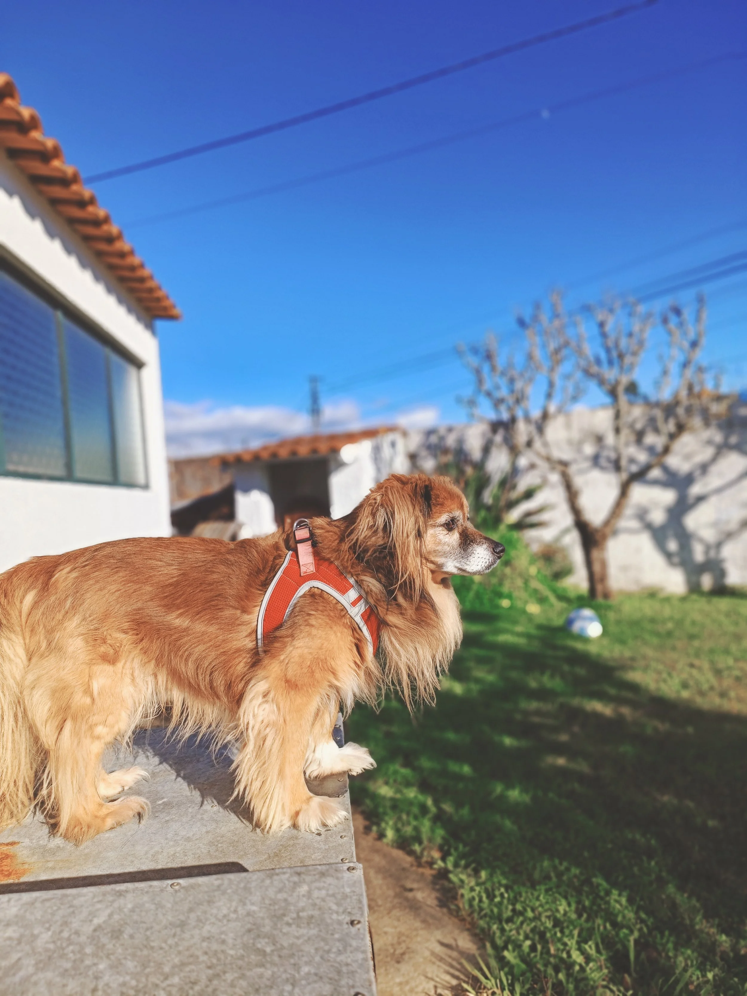 A close-up of a golden retriever dog with a beard and a red harness, standing on a concrete surface outdoors, looking into the distance against a blue sky with power lines and trees in the background.