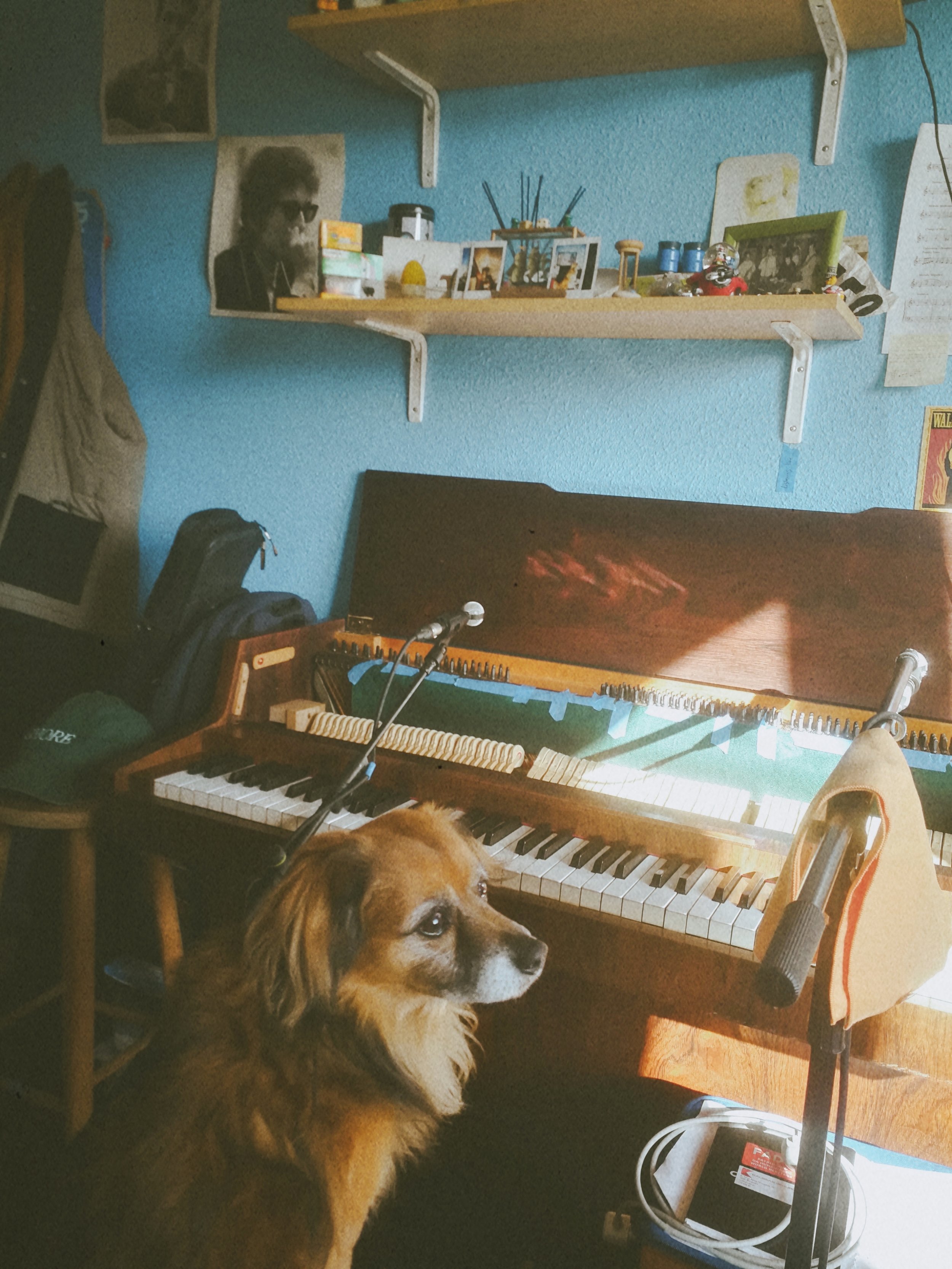 A brown and white dog sitting in front of a piano with its head turned to the left. The piano has a music stand with a paper on it. Behind the dog, there are shelves on a blue wall with various objects, including framed photos, a snow globe, and small decorative items.