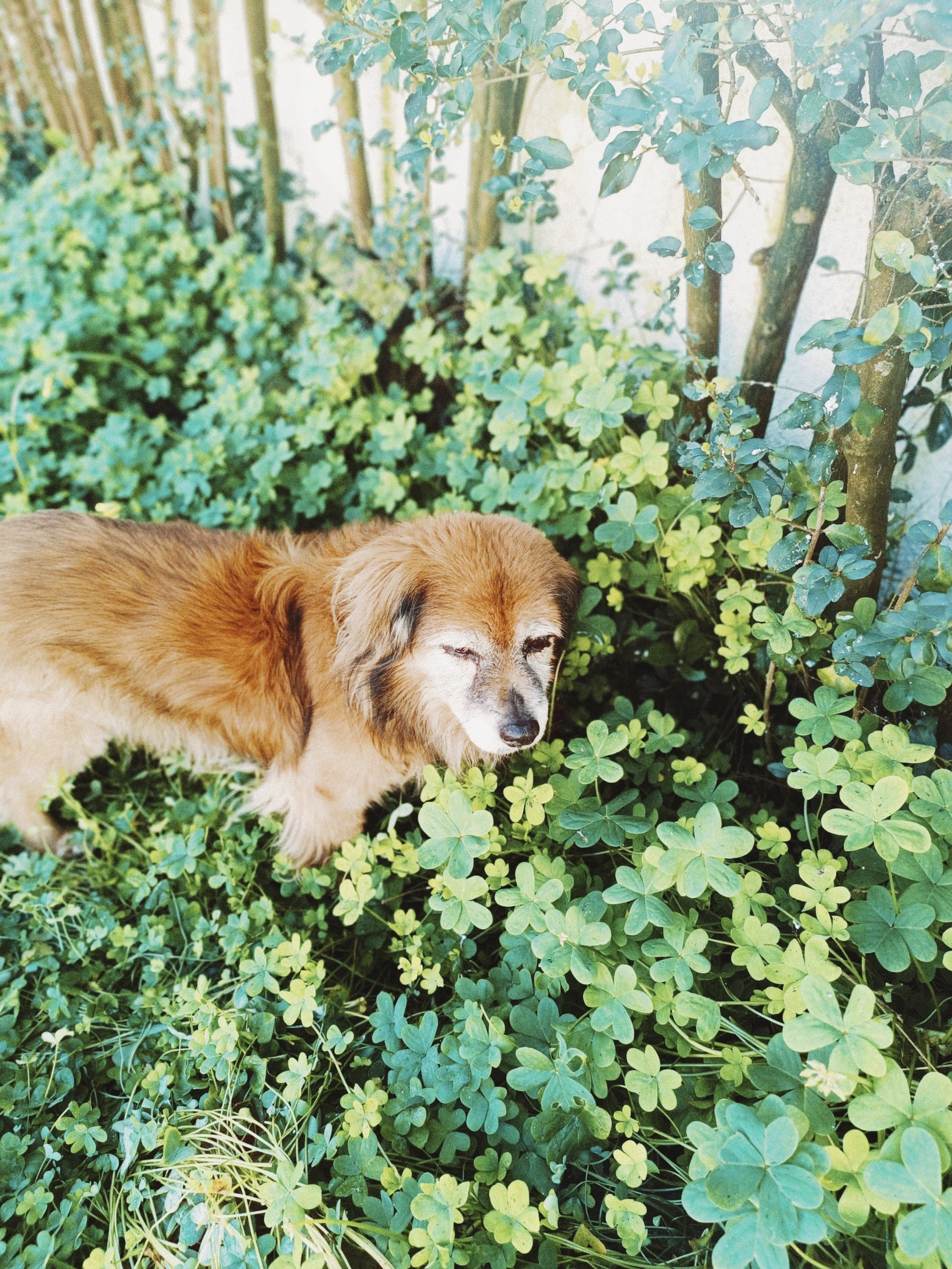 A brown and white dog lying among green leafy plants and clovers in a garden.