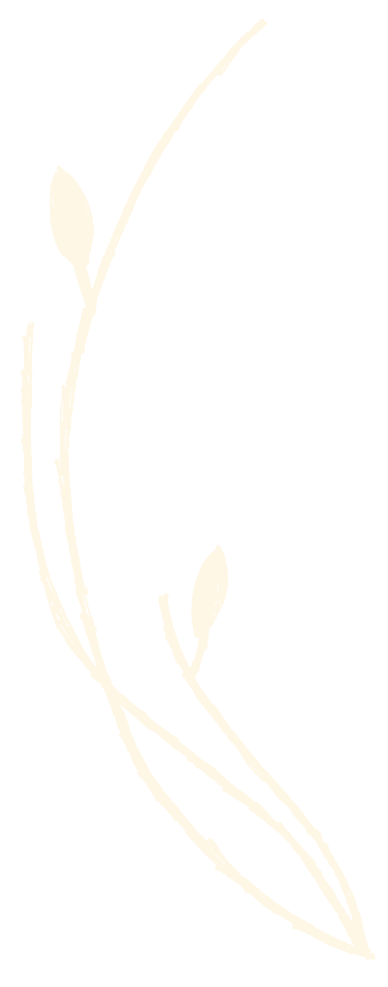An illustration of a plant with elongated stems and oval leaves on a black background.