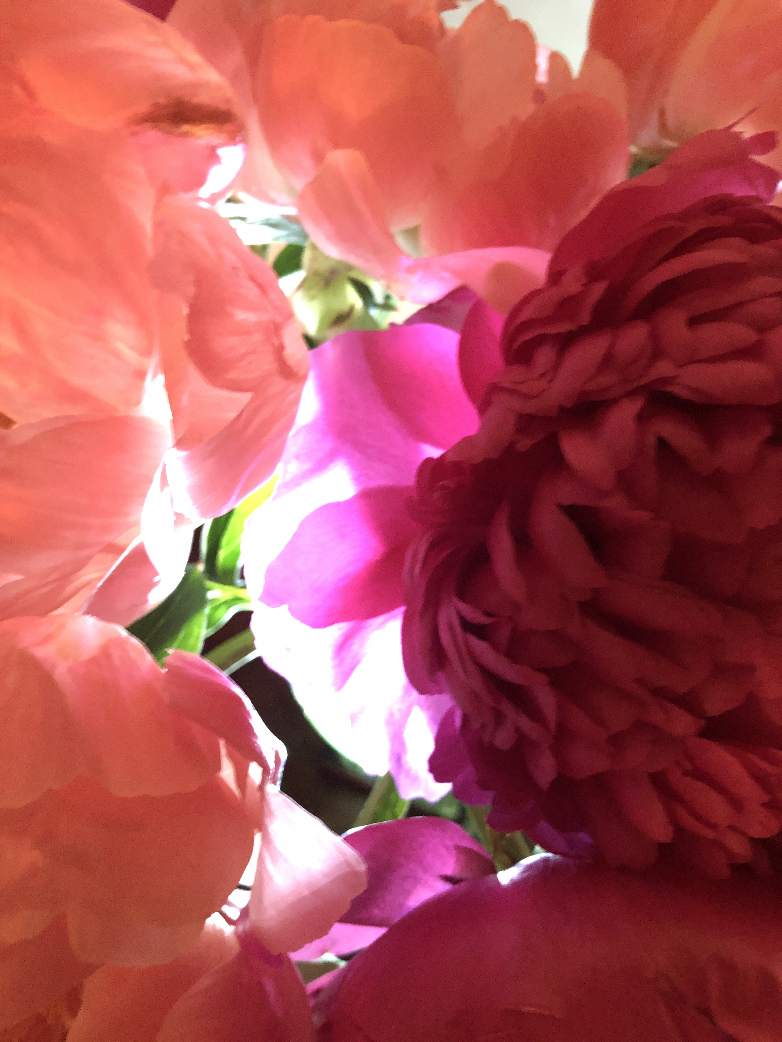 Close-up of pink and red flowers with soft lighting. Photo by Jennifer Scroggie.
