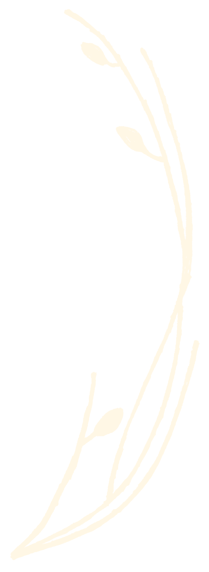 A simple, stylized illustration of a plant with a curved stem and small buds or leaves, drawn in pale color on a black background.