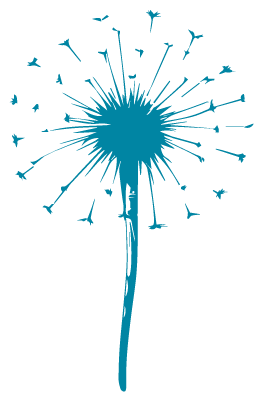 A blue dandelion seed head with seeds blowing away.