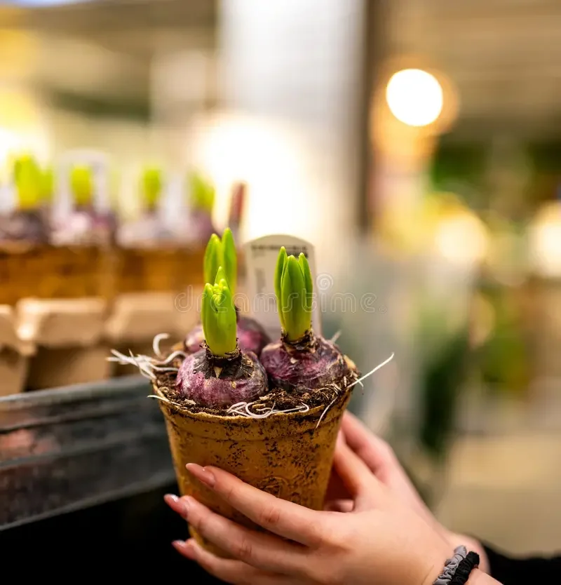 Hanging Bulbs