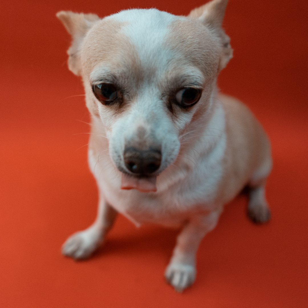 Dog, Cat, BONSALL PET Hospital, Oceanside, California, Dermatology, Digital Radiology, Emergency, Vaccinations, Ultrasound, Lab, Prevention, Wellness, Senior, Dental Care, Nutrition, Online Pharmacy, Surgery, Internal Medicine, Allergies, Lab, Puppi…