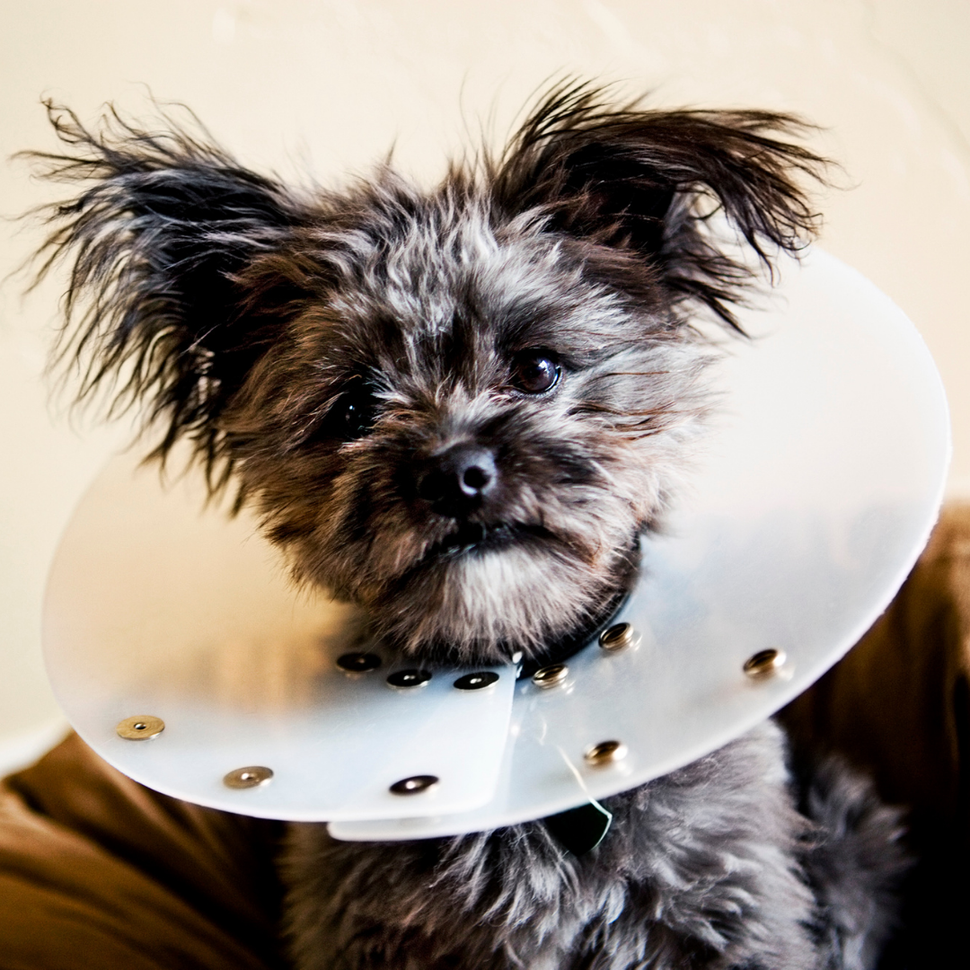 dog, puppy, anesthesia, surgery, during surgery, cast, after care, vet, prescriptions, prevention, services, help, pharmacy, online, medications, bonsall pet hospital, diet, food, nutrition, cat, kitten, surgeries, get well, accident, animal, intern…