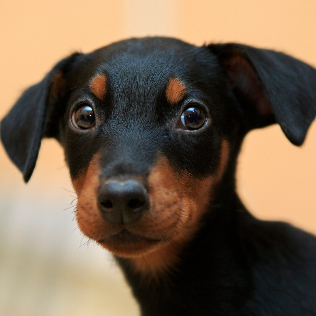 dog, puppy, anesthesia, surgery, during surgery, after care, vet, prescriptions, prevention, services, help, pharmacy, online, medications, bonsall pet hospital, privacy, policy, terms of use