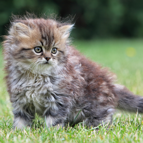 kitten grass green.png