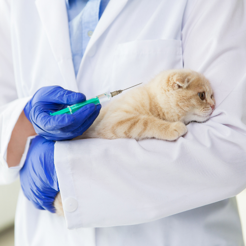 Dog, Cat, BONSALL PET Hospital, Oceanside, California, Dermatology, Digital Radiology, Emergency, Vaccinations, Ultrasound, Lab, Prevention, Wellness, Senior, Dental Care, Nutrition, Online Pharmacy, Surgery, Internal Medicine, Allergies, Lab, Puppi…