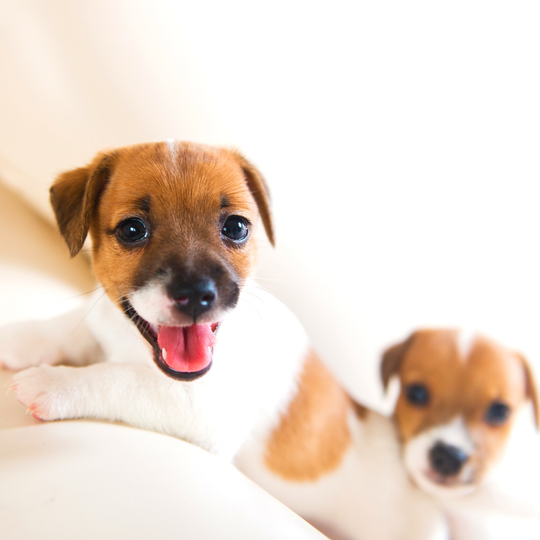 dog, puppy, anesthesia, surgery, during surgery, after care, vet, prescriptions, prevention, services, help, pharmacy, online, medications, bonsall pet hospital