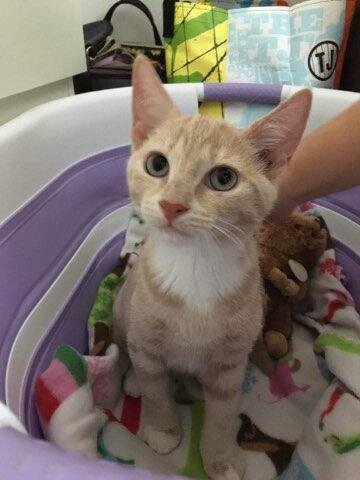 A light orange and white cat sitting in a laundry basket with a colorful fleece blanket inside.